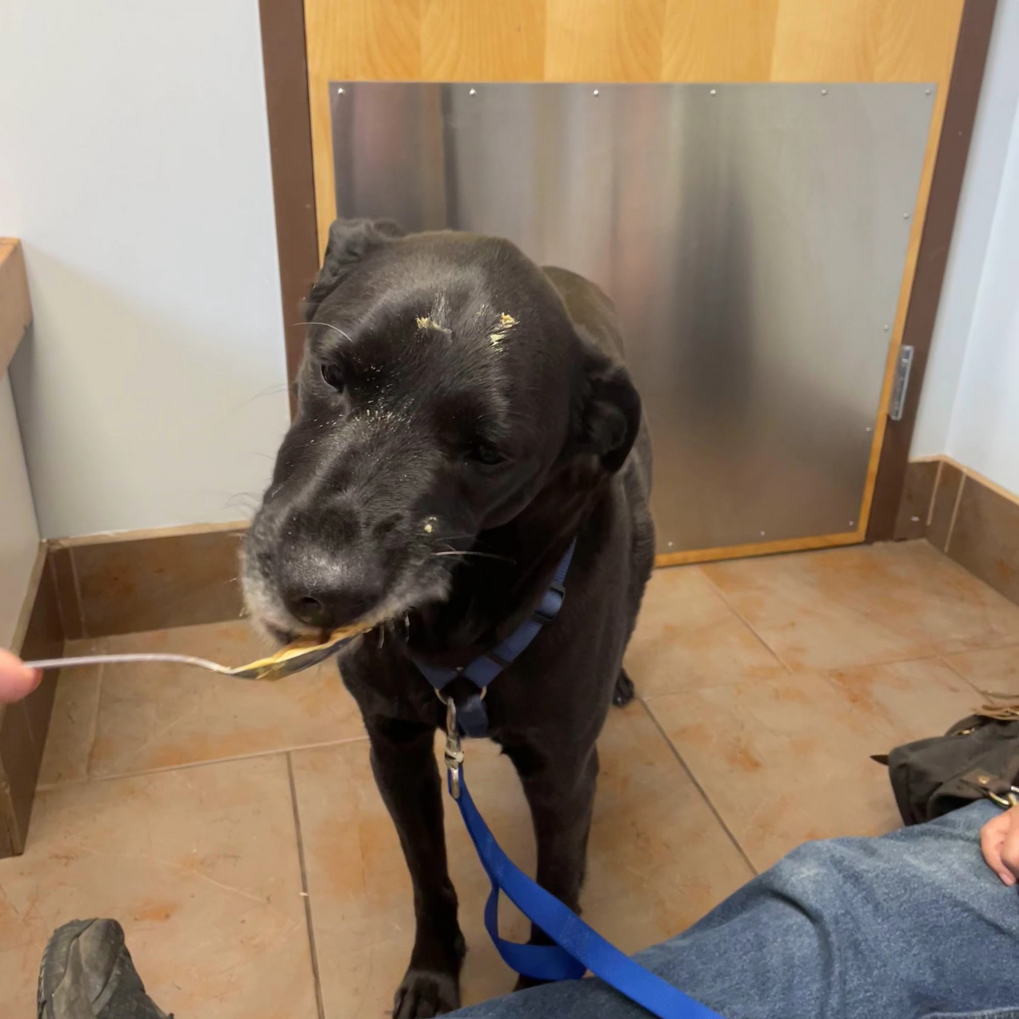 Fayette Veterinary Medical Center Fayetteville