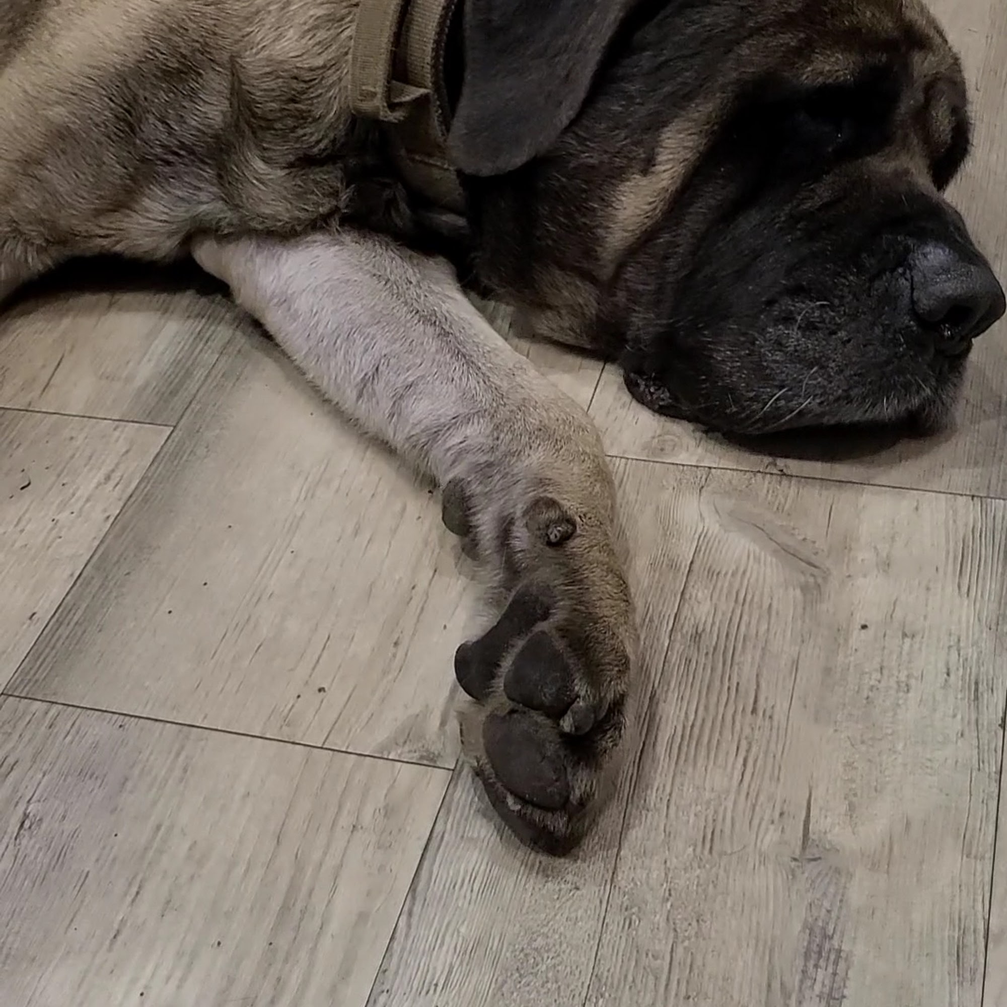 Fayetteville Animal Hospital Fayetteville