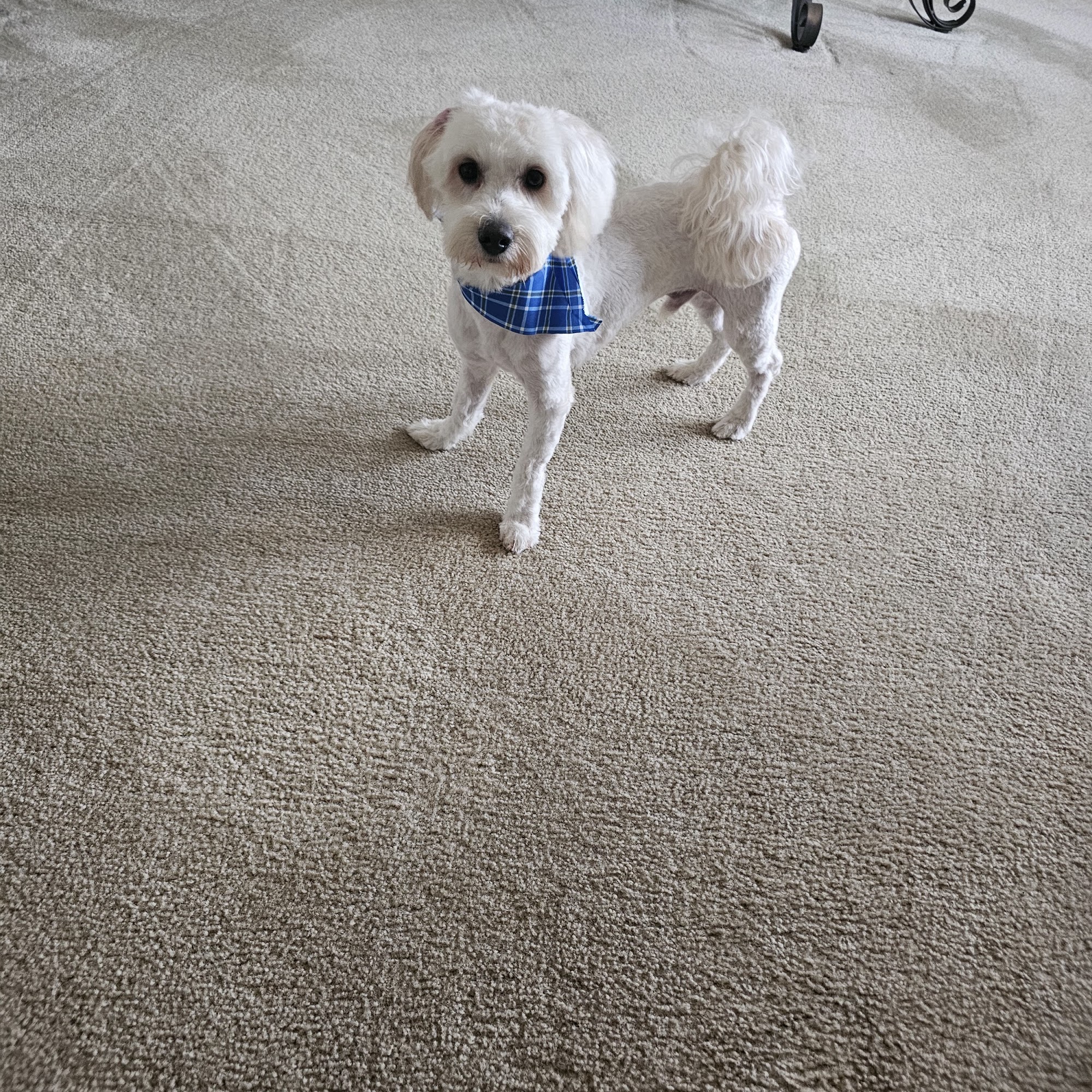 Scruffy Puppies Fayetteville