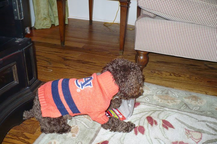 Sherry's CockaPoos Fitzgerald