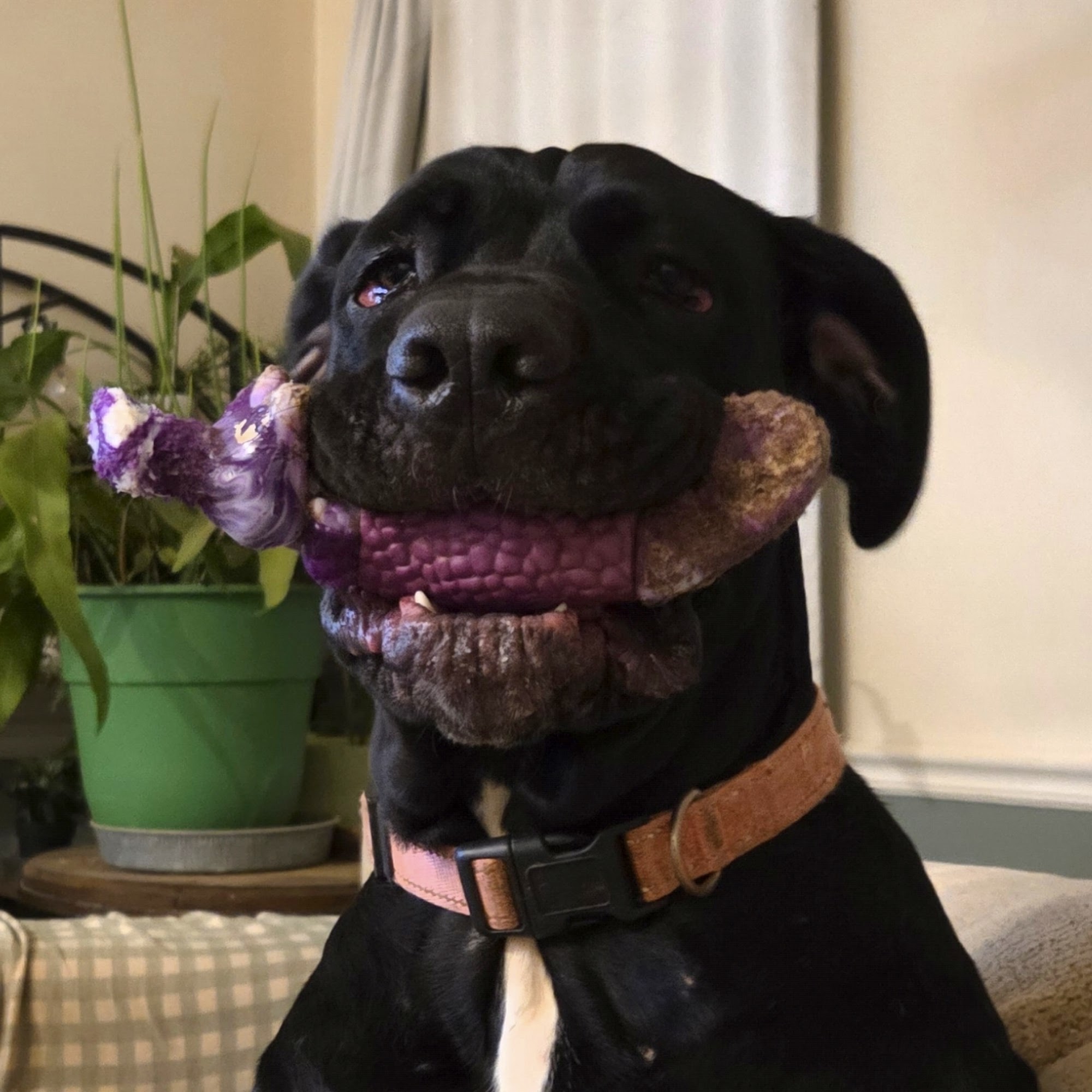 Chestnut Mountain Animal Hospital Flowery Branch