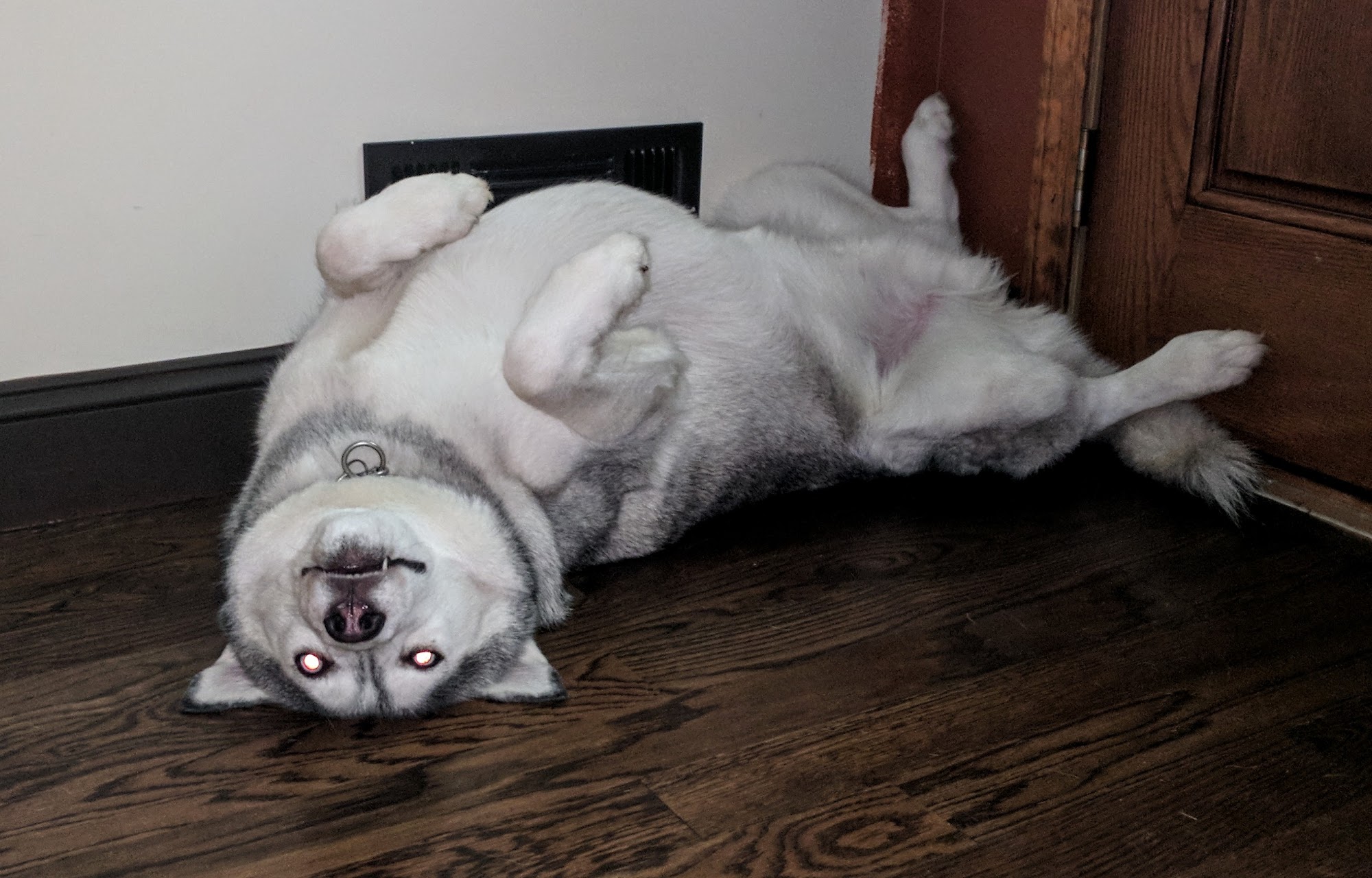 Caldwell Veterinary Hospital, LLC Forsyth