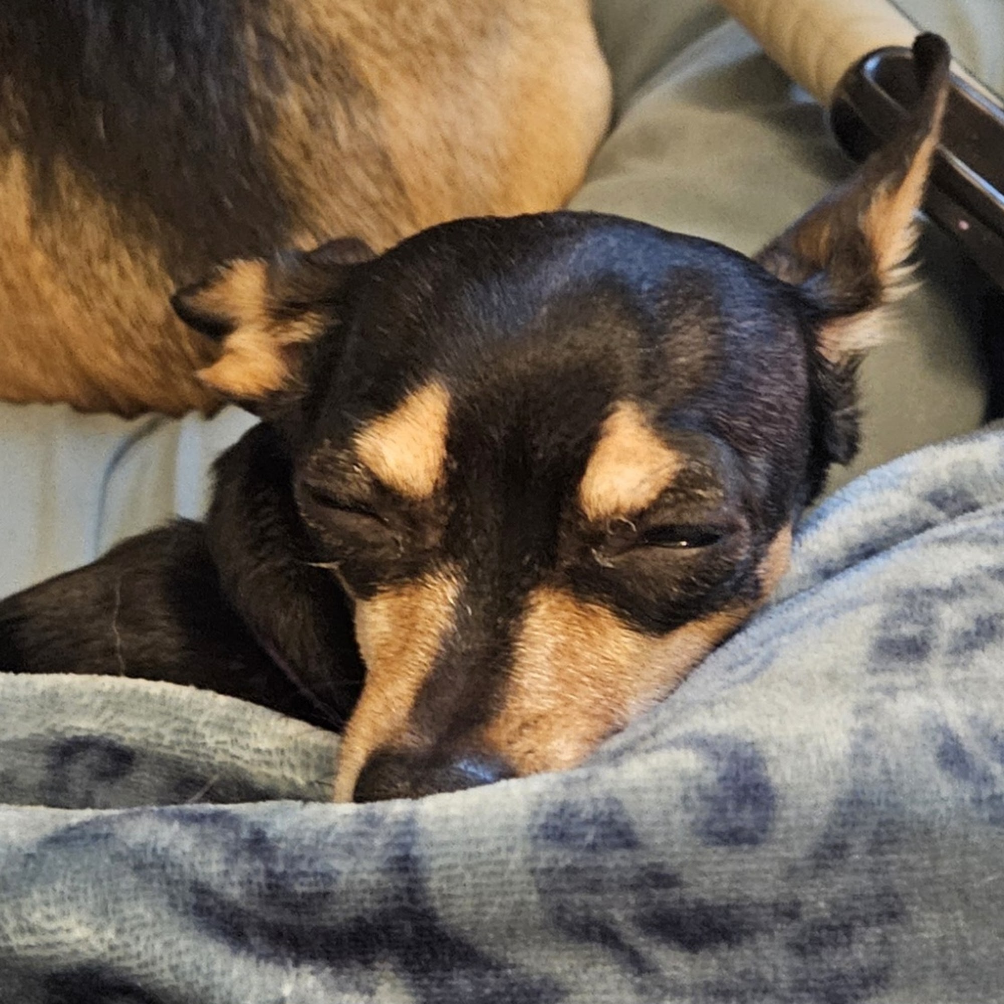 Animal Medical Center of Fort Oglethorpe Fort Oglethorpe