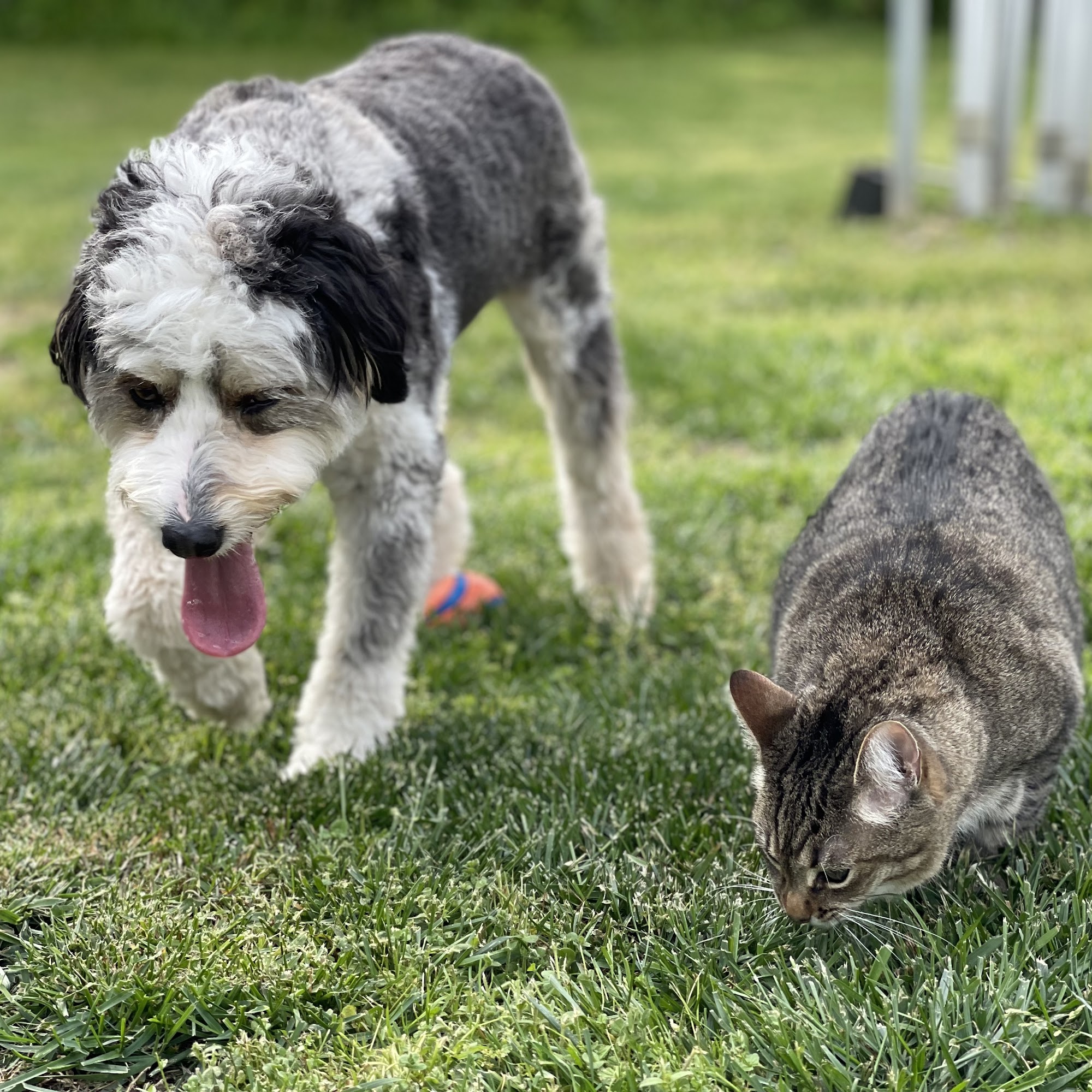 Fort Oglethorpe Pet Wellness Center Fort Oglethorpe