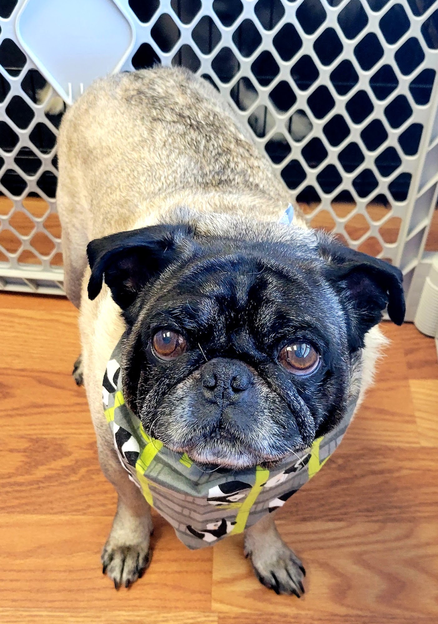 Dusty Paws Pet Grooming &Spa Fort Oglethorpe