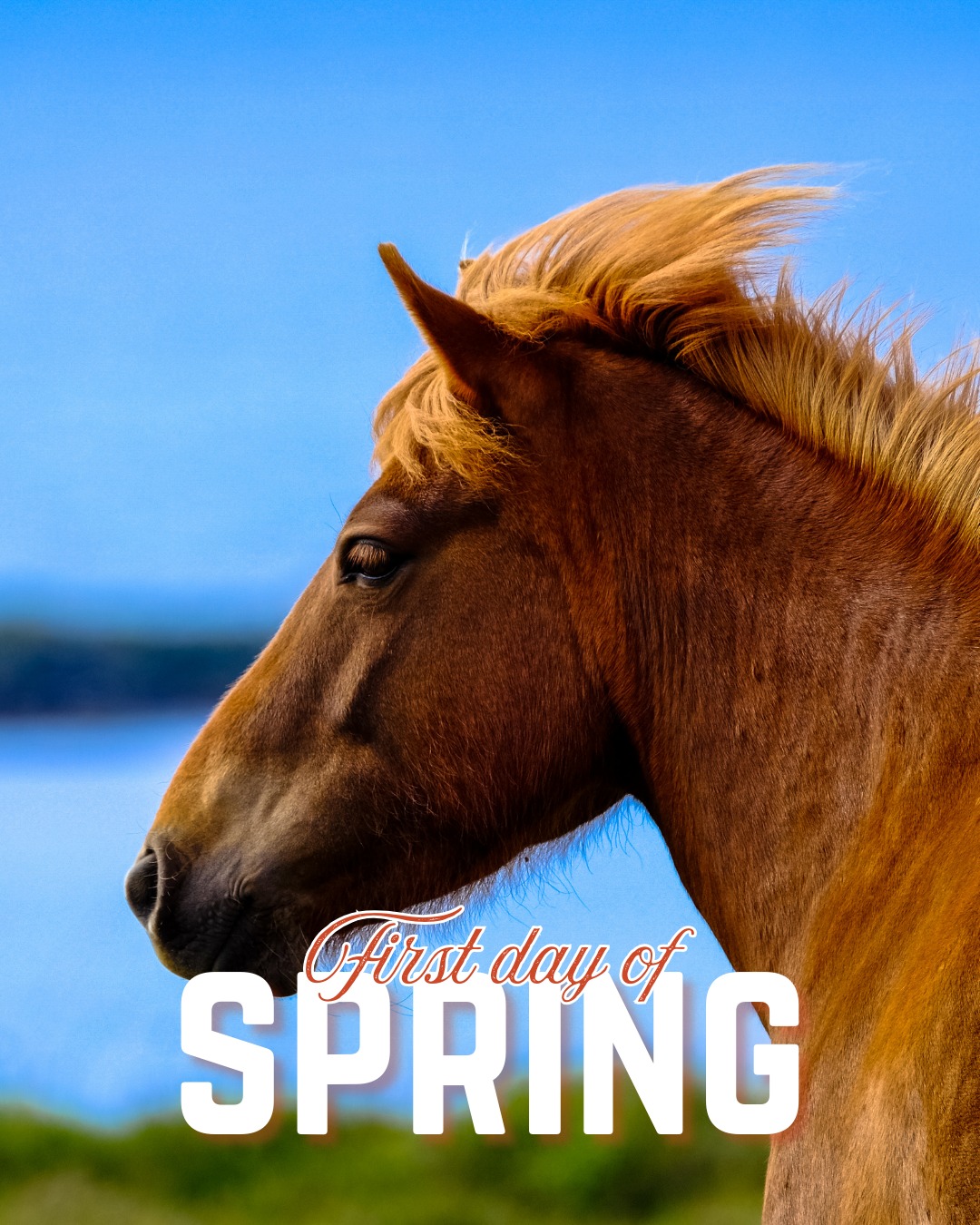 Central Georgia Equine Services Fort Valley