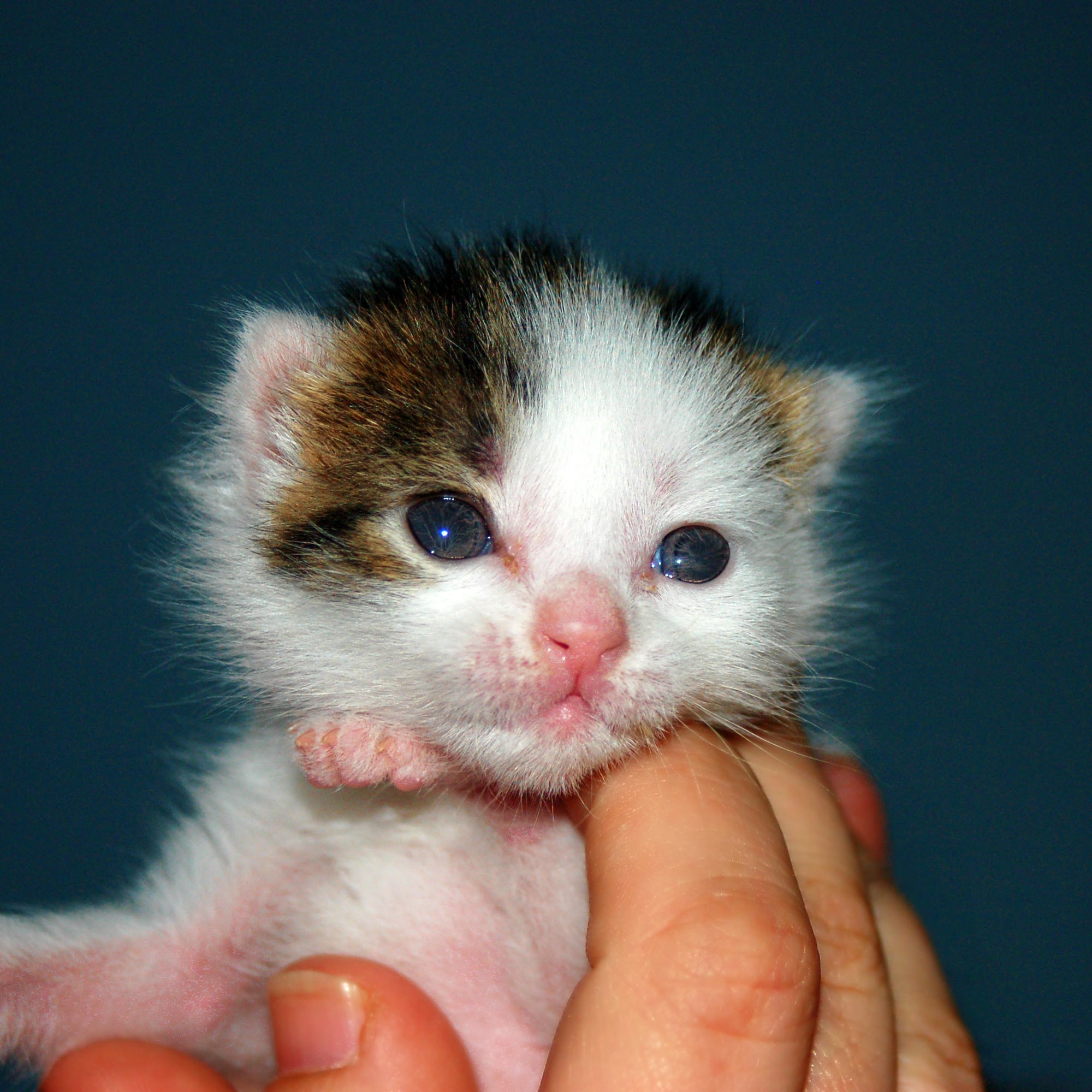 Browns Bridge Animal Hospital Gainesville