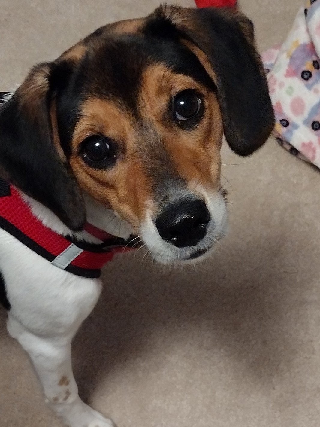 Animal Medical Care Gainesville