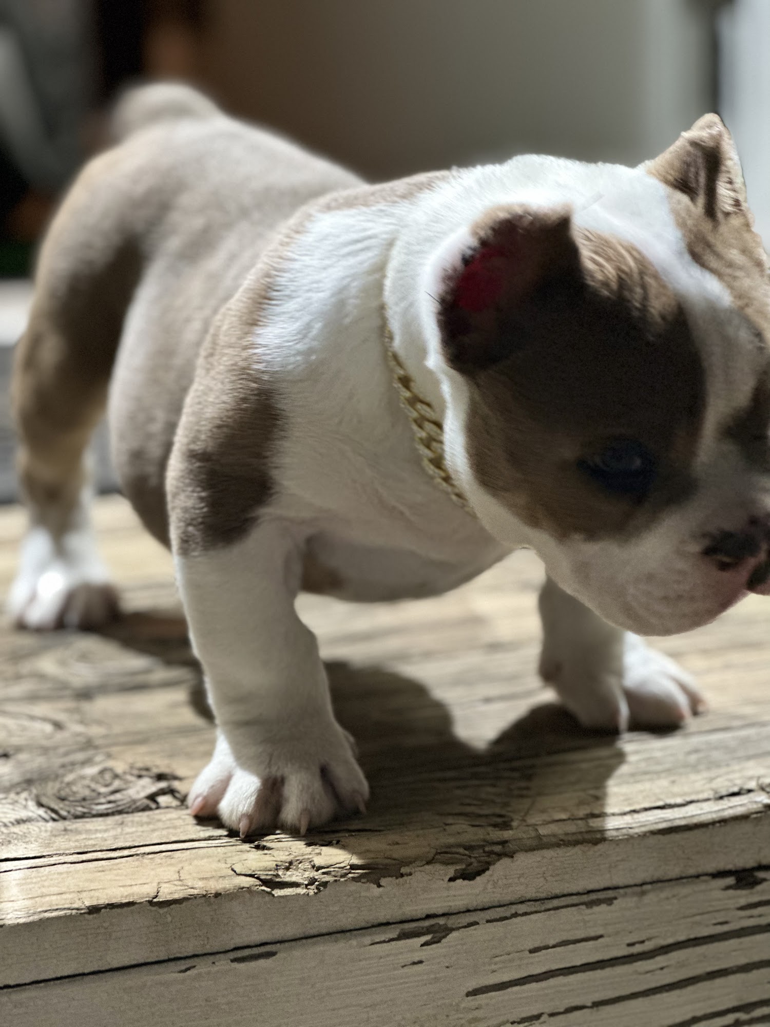 Healthy Pet Clinic at the Humane Society of Northeast Georgia Gainesville