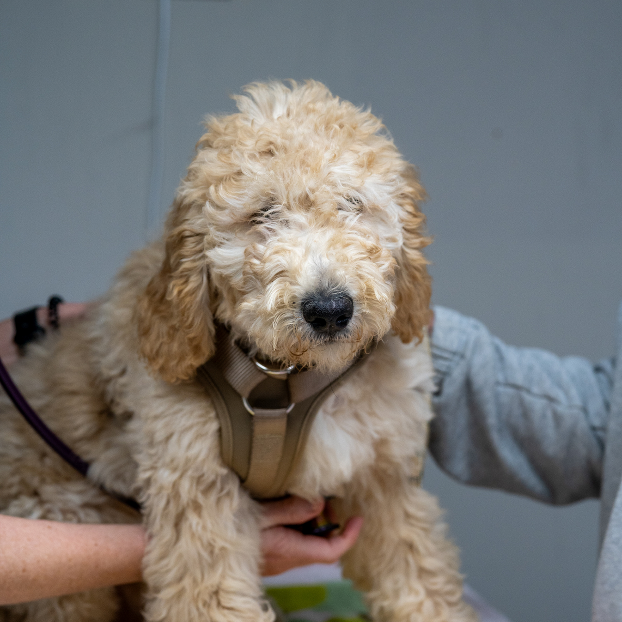 Healthy Pet Clinic at the Humane Society of Northeast Georgia Gainesville