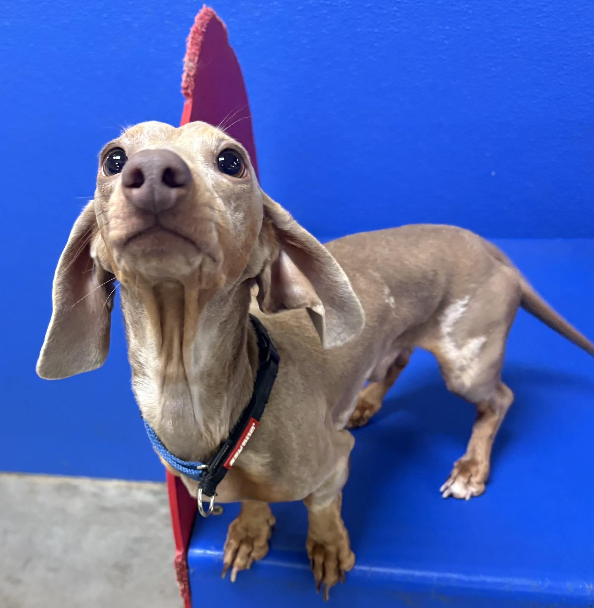 Fido's World Gainesville