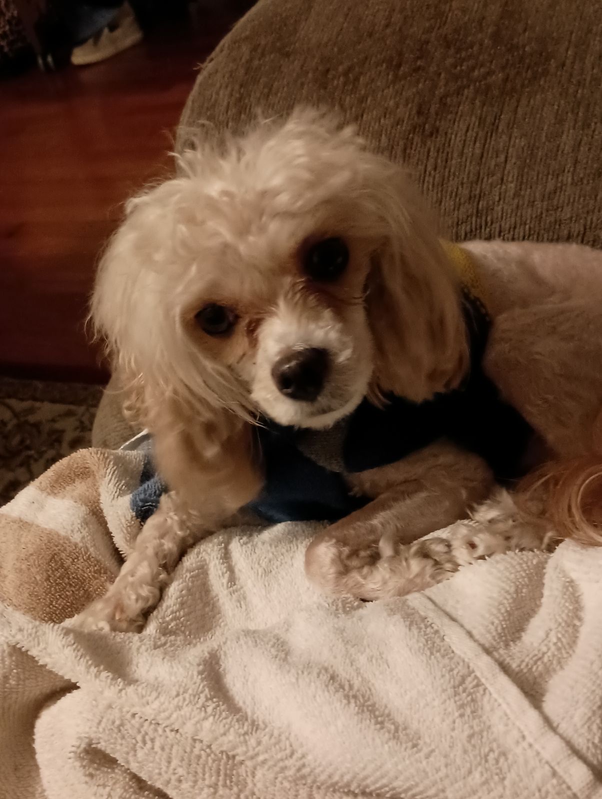 Hall County Animal Shelter Gainesville