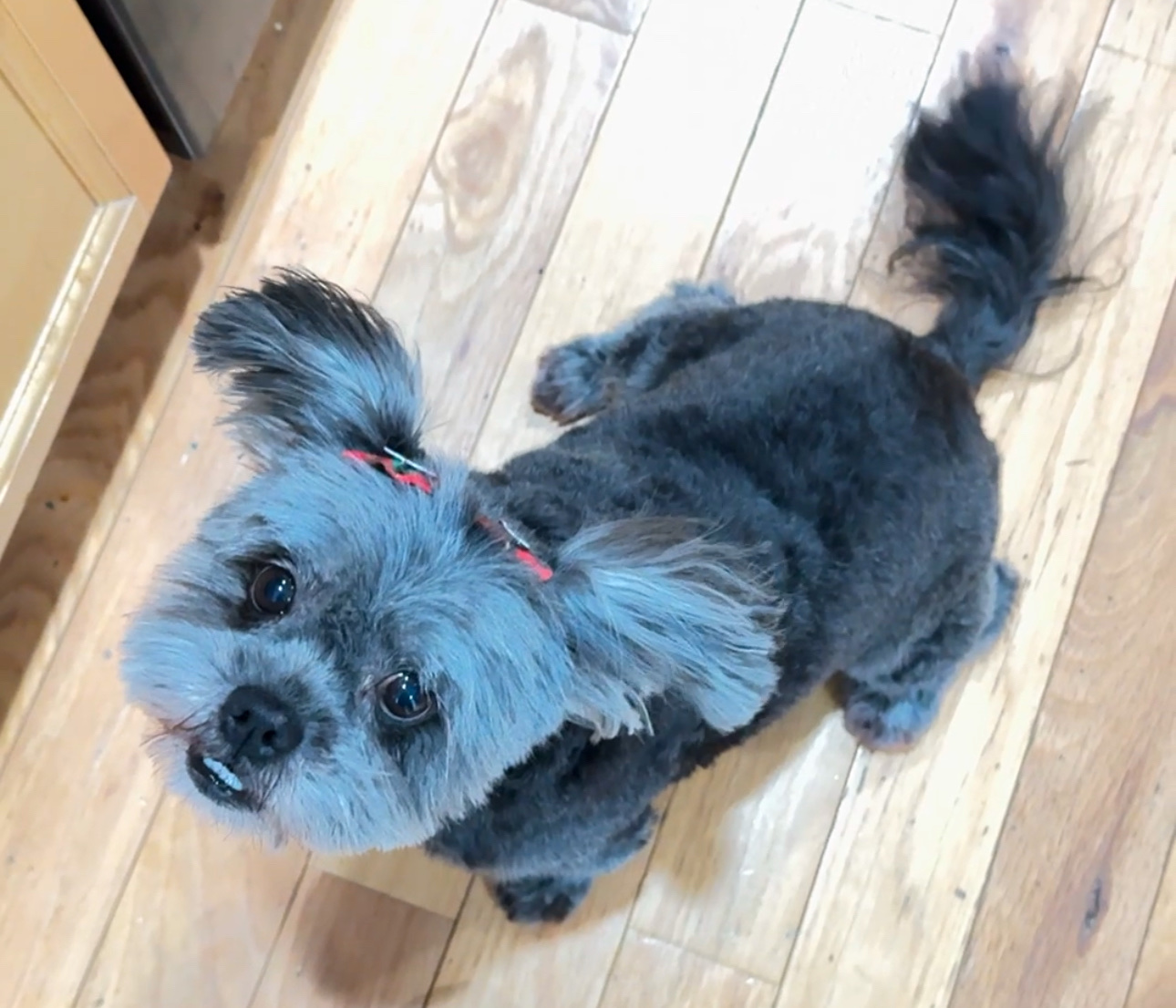 CJ's Grooming Gainesville