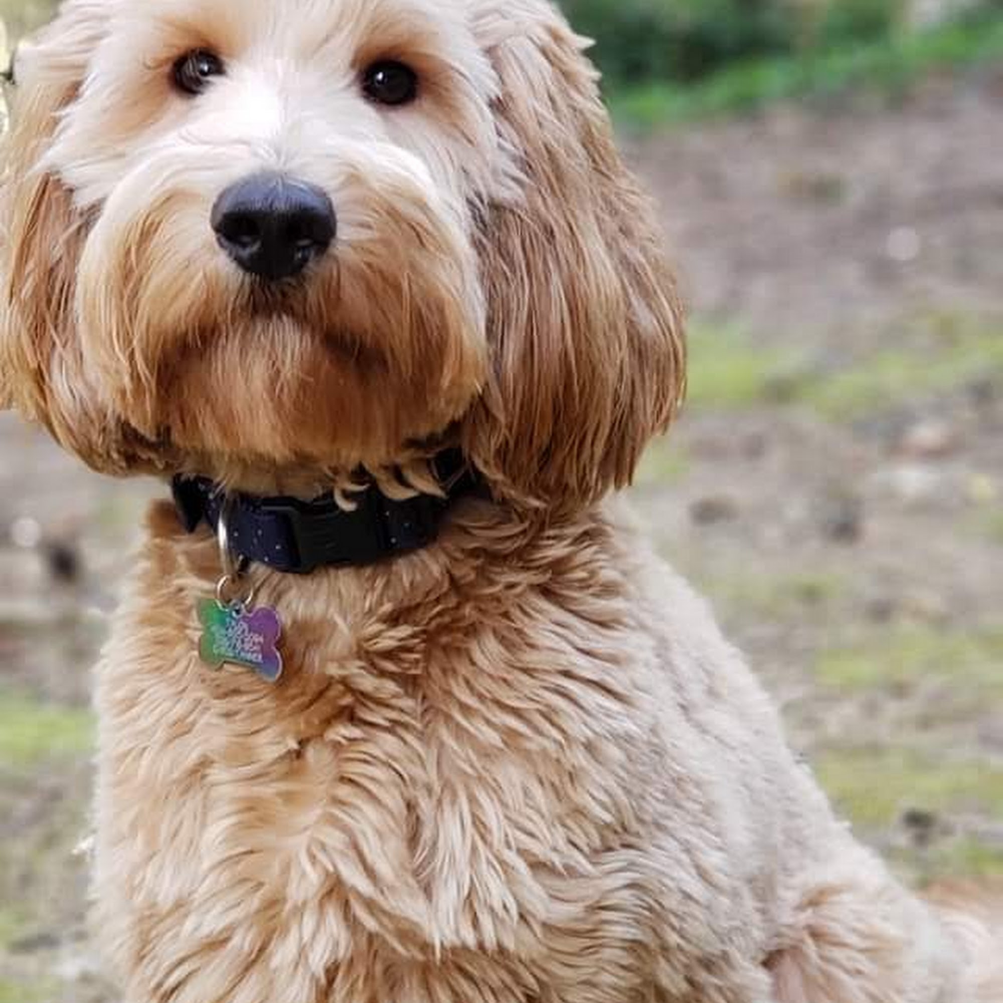 Caroline's Lucky Dog Salon Gainesville