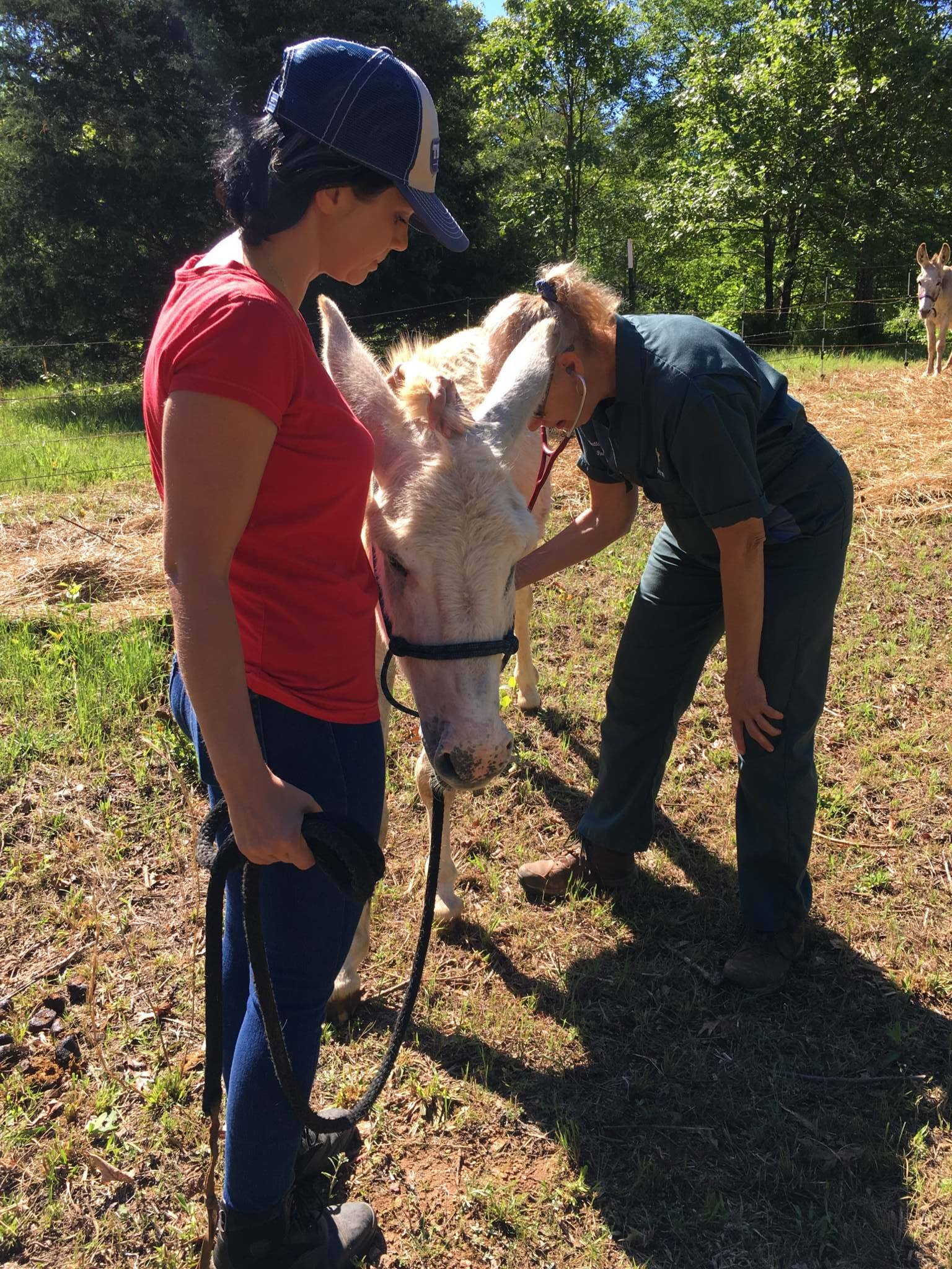 Chattahoochee Veterinary Gainesville