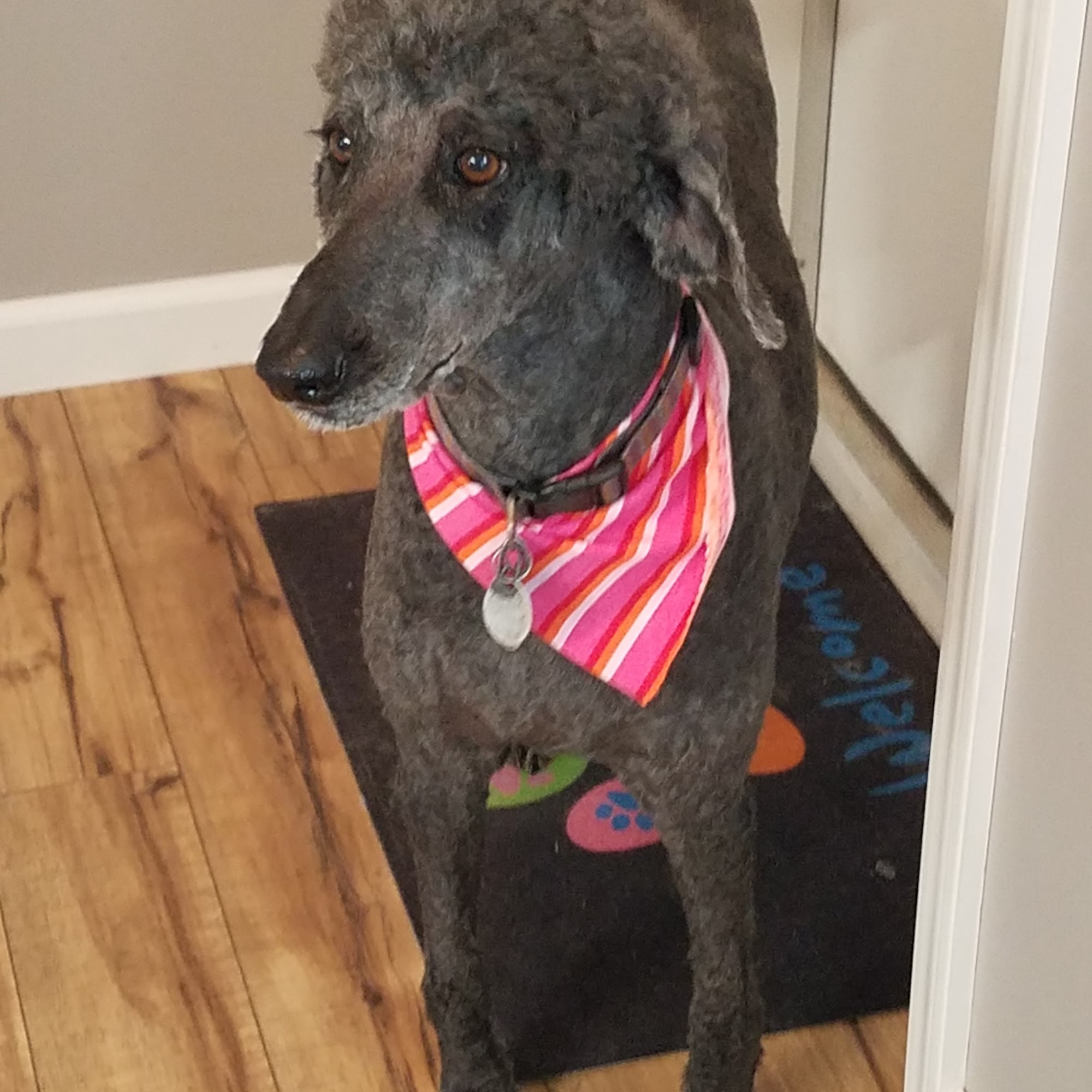 Furry Blessings Grooming Glennville