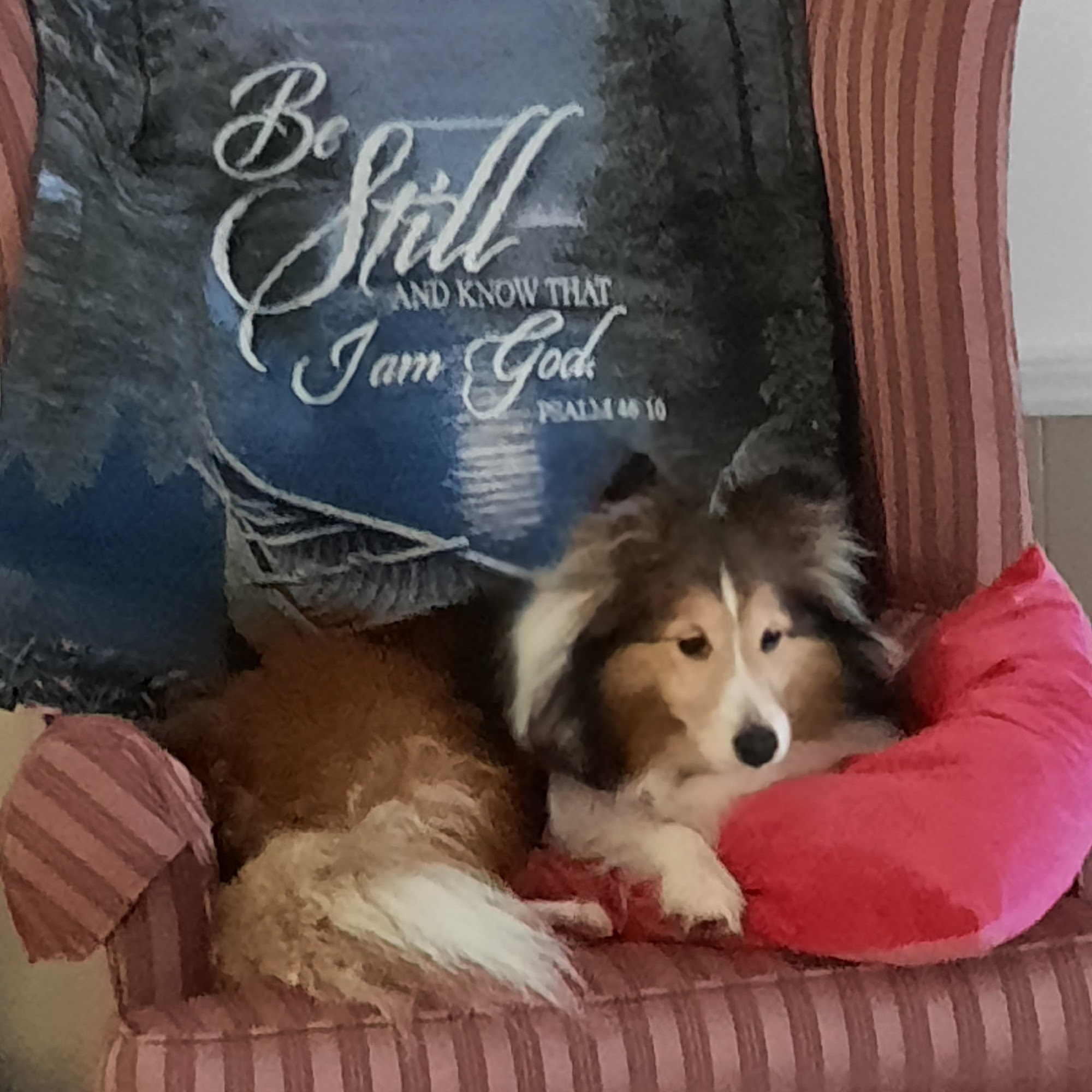 Piedmont Animal Hospital Services Gray