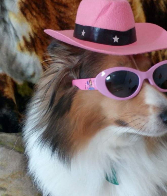 Piedmont Animal Hospital Services Gray