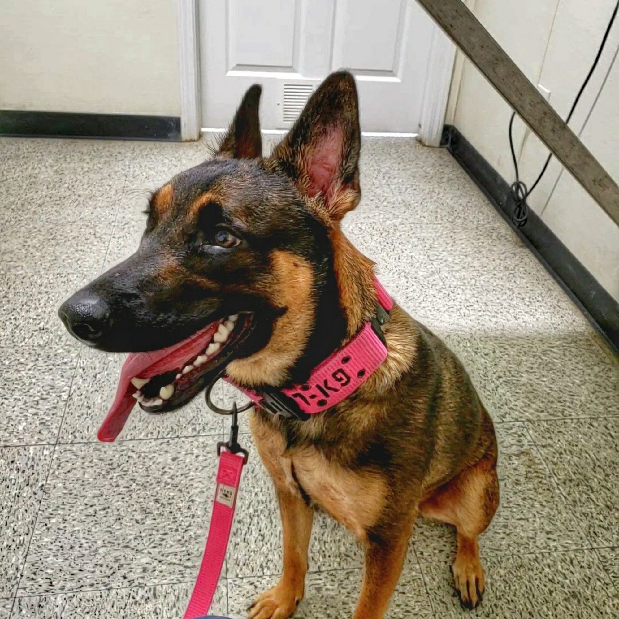 Gadd's Animal Doctors Of Gray P.C. Gray