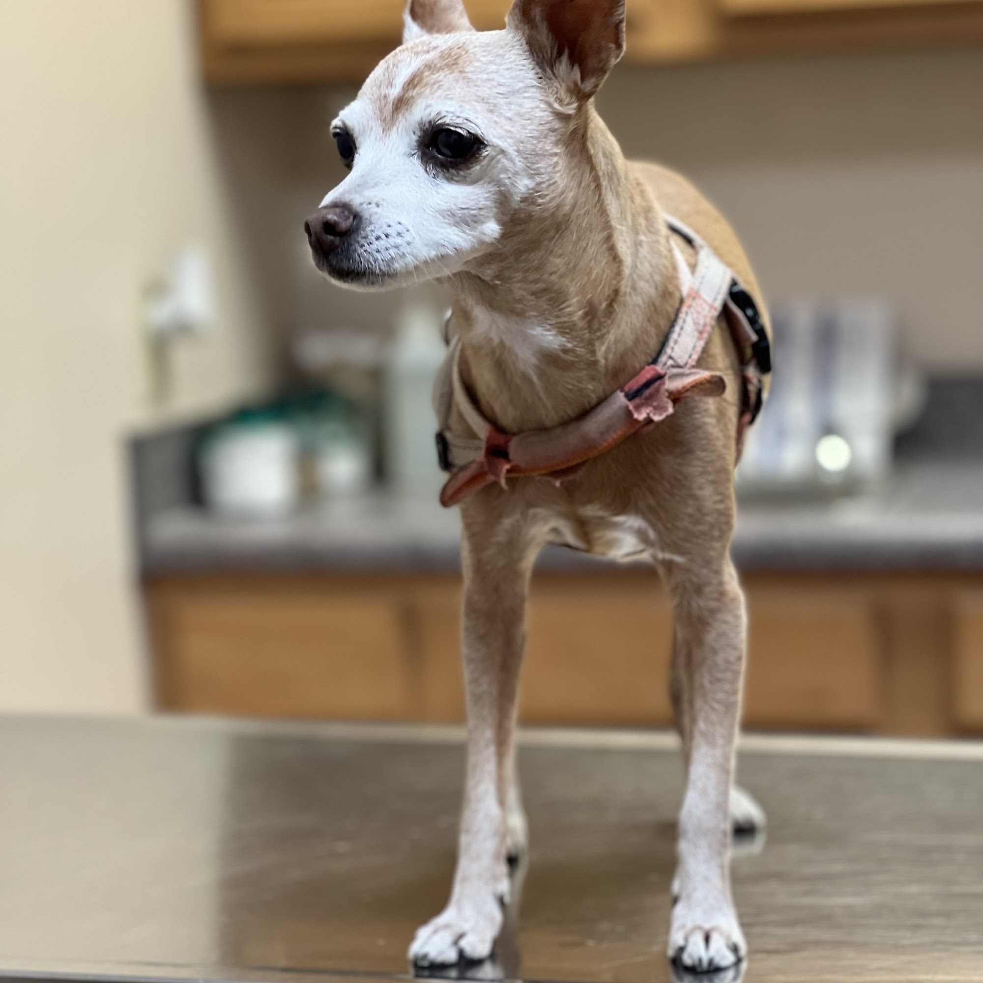 Grayson Veterinary Hospital Grayson