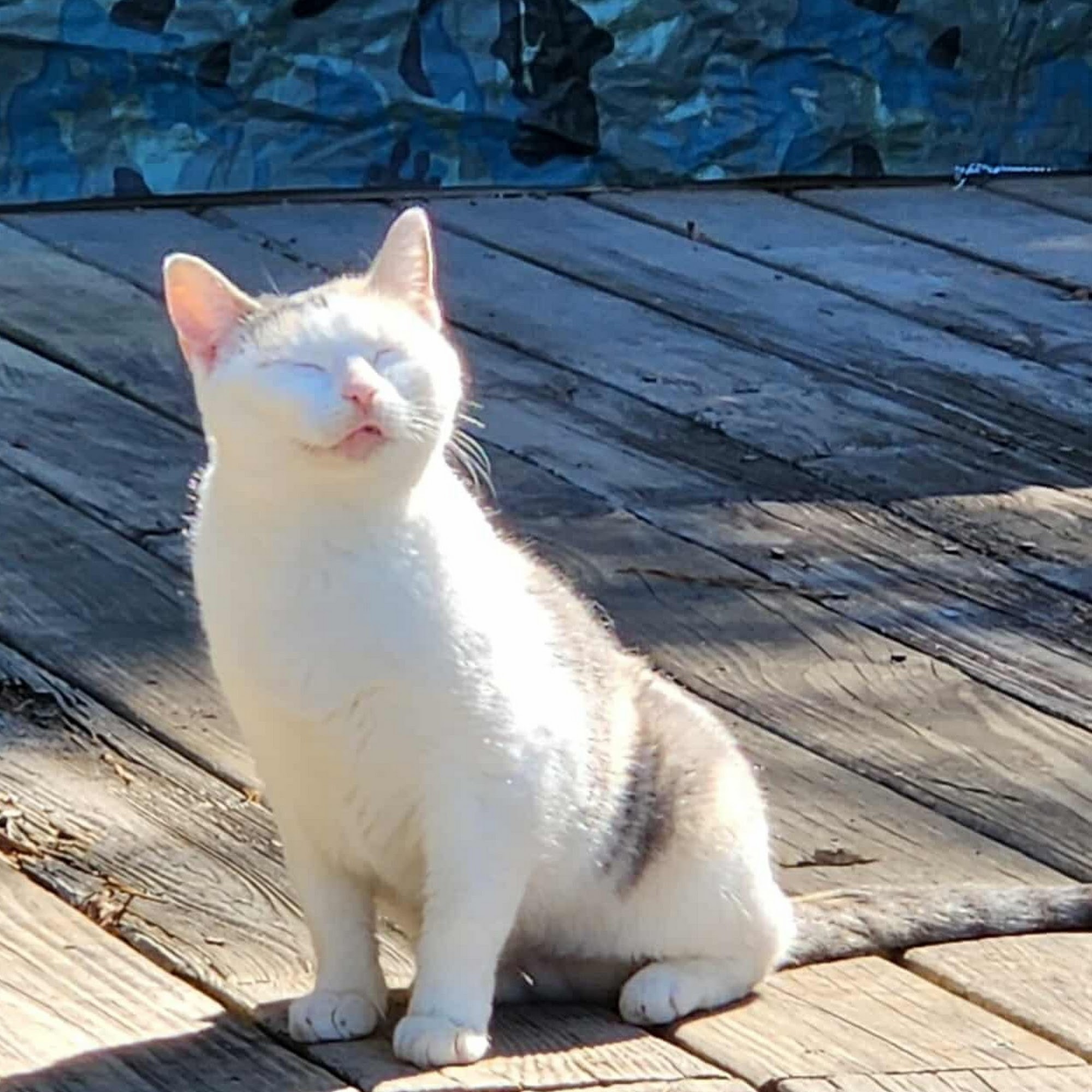 Eastside Animal Medical Center Grayson