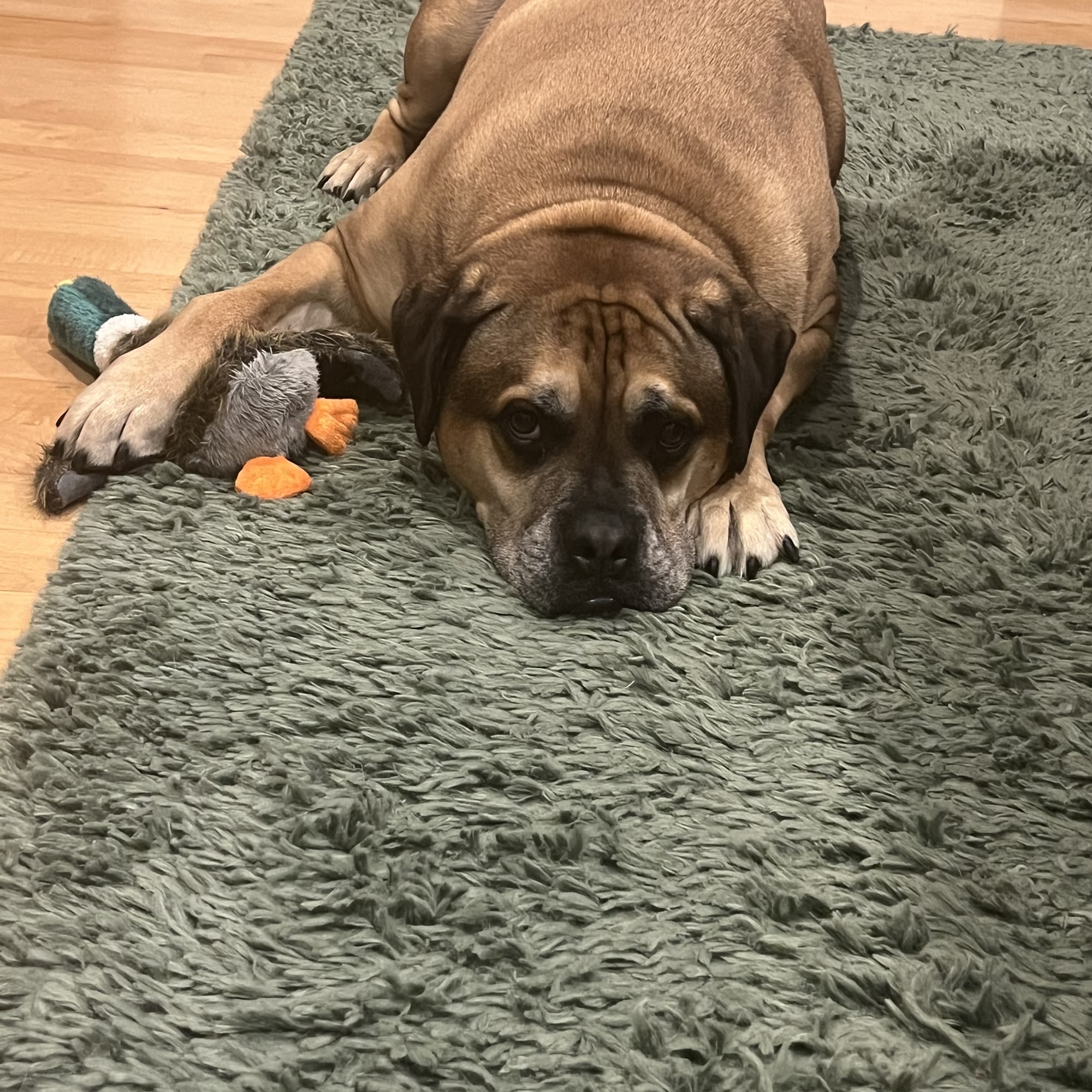 Park Place Animal Hospital Greensboro