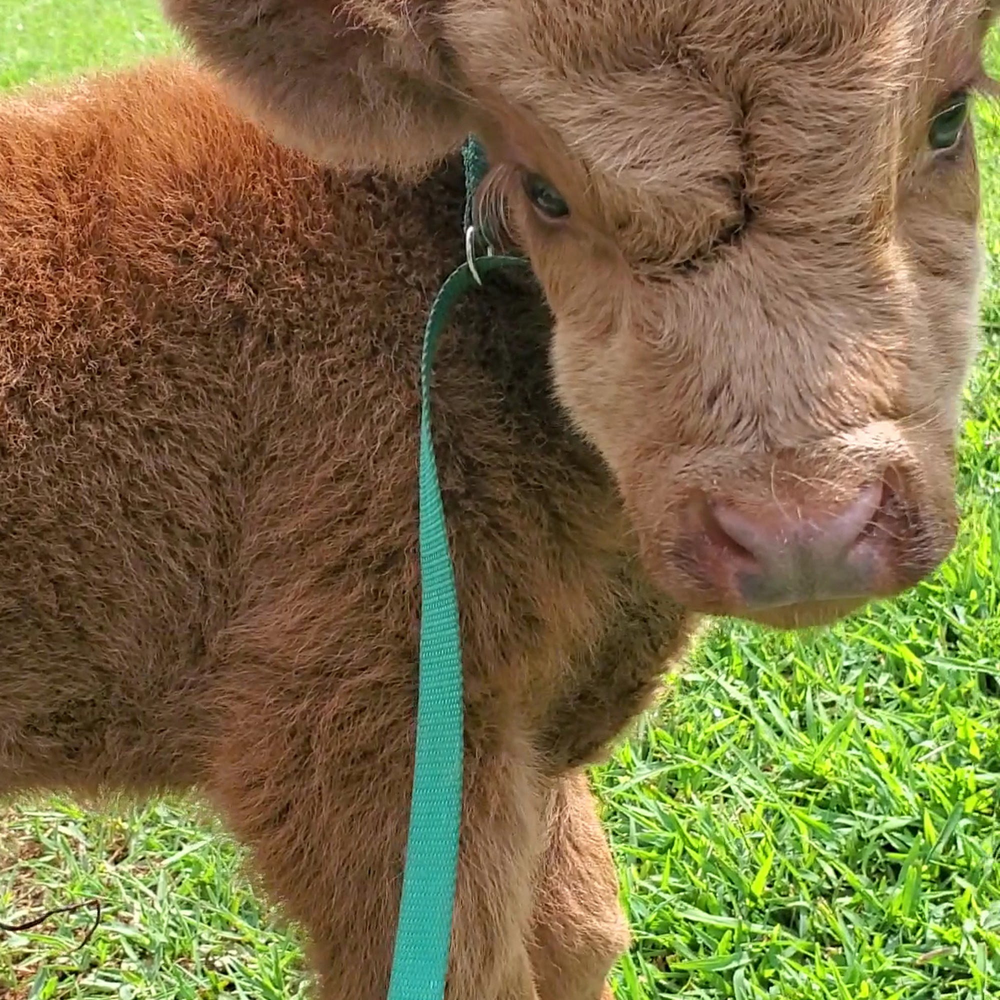 Durham Veterinary Clinic Greensboro