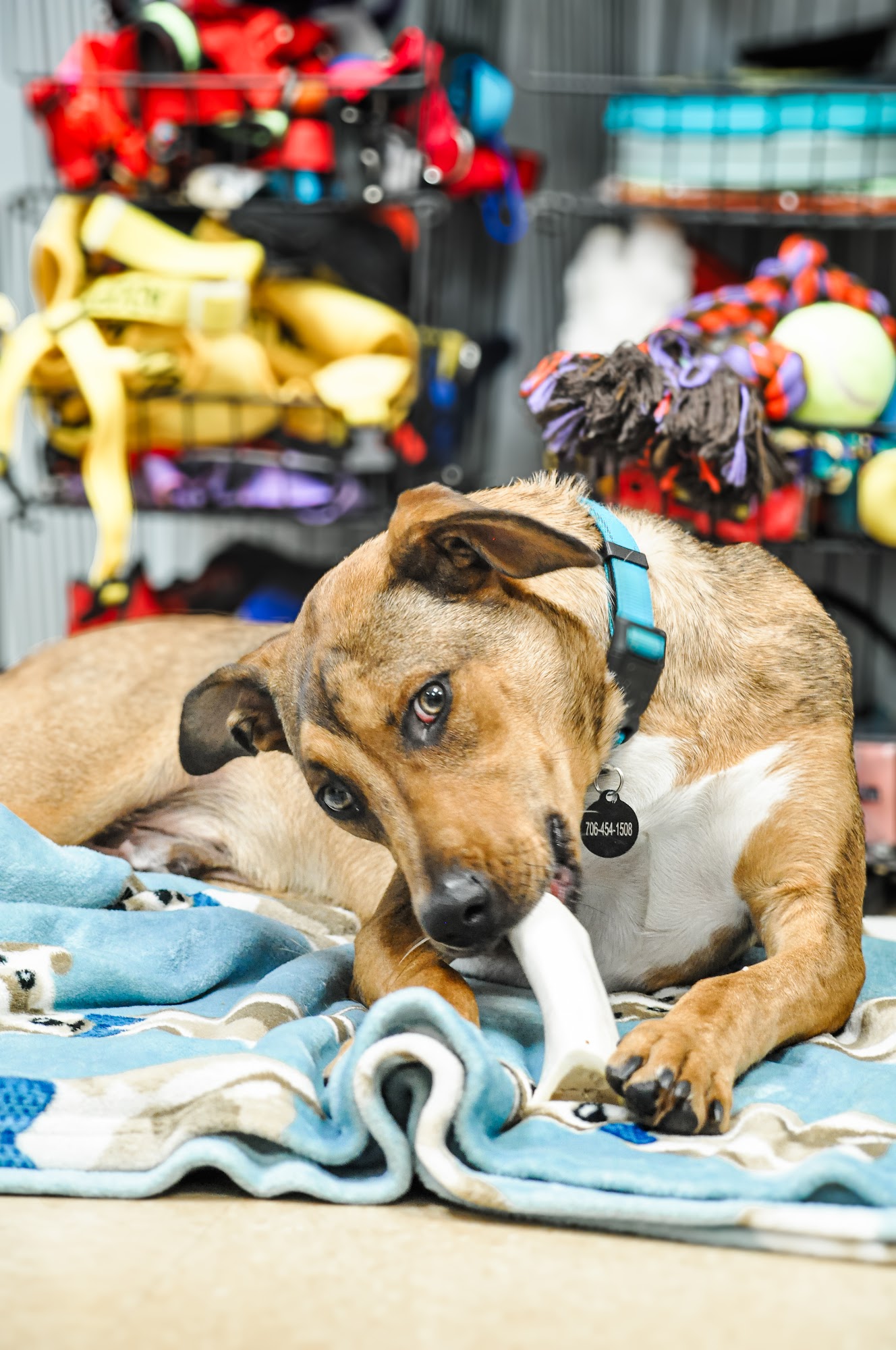 Oconee Regional Humane Society Greensboro