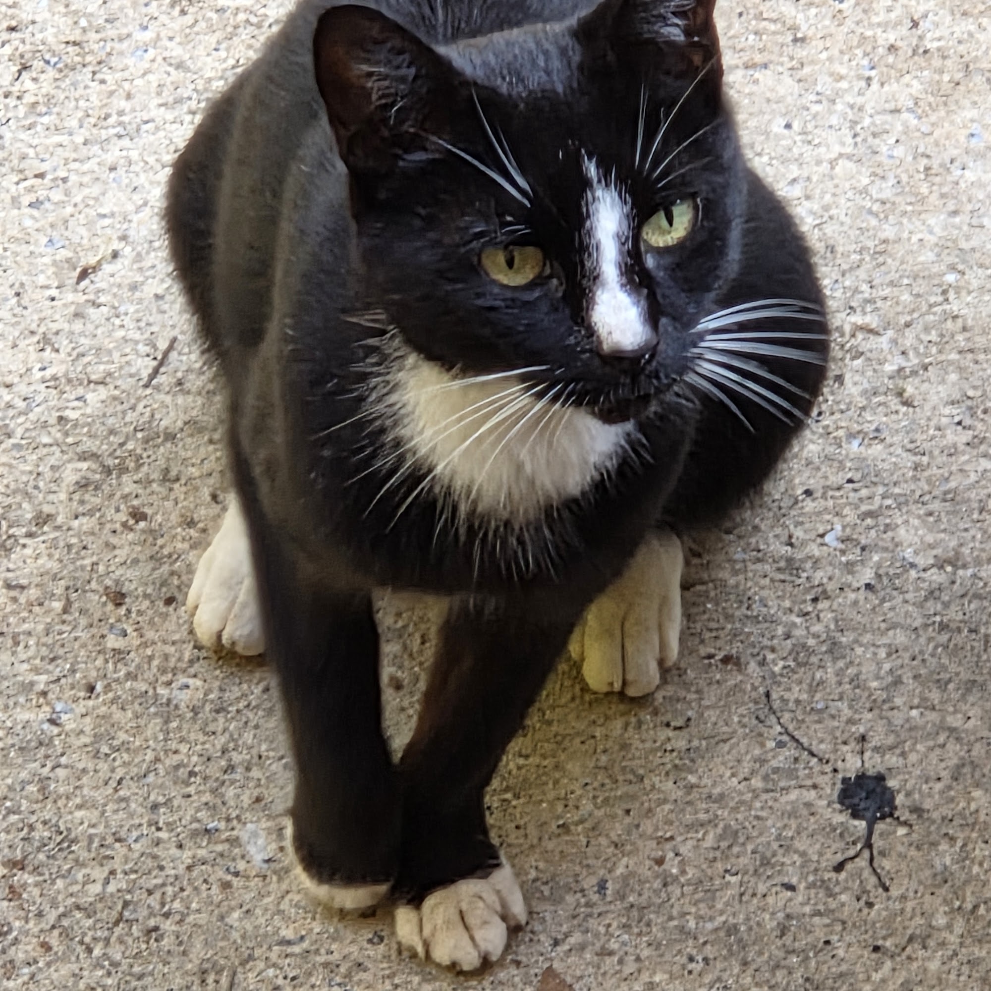 Griffin Animal Care Griffin