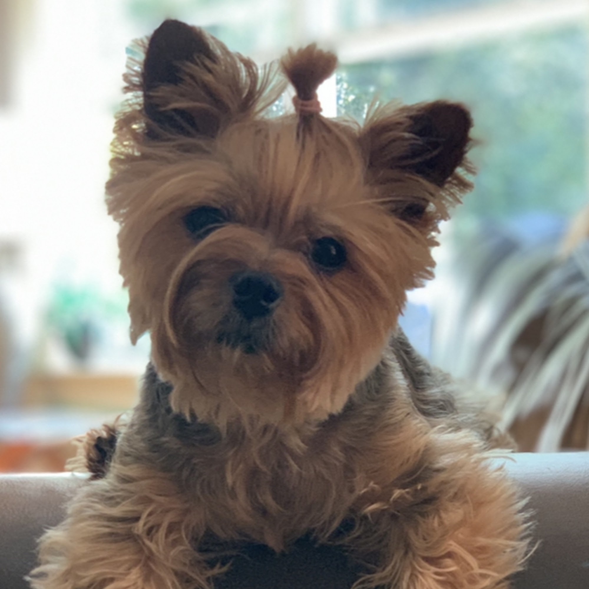 Memorial Drive Veterinary Clinic Griffin