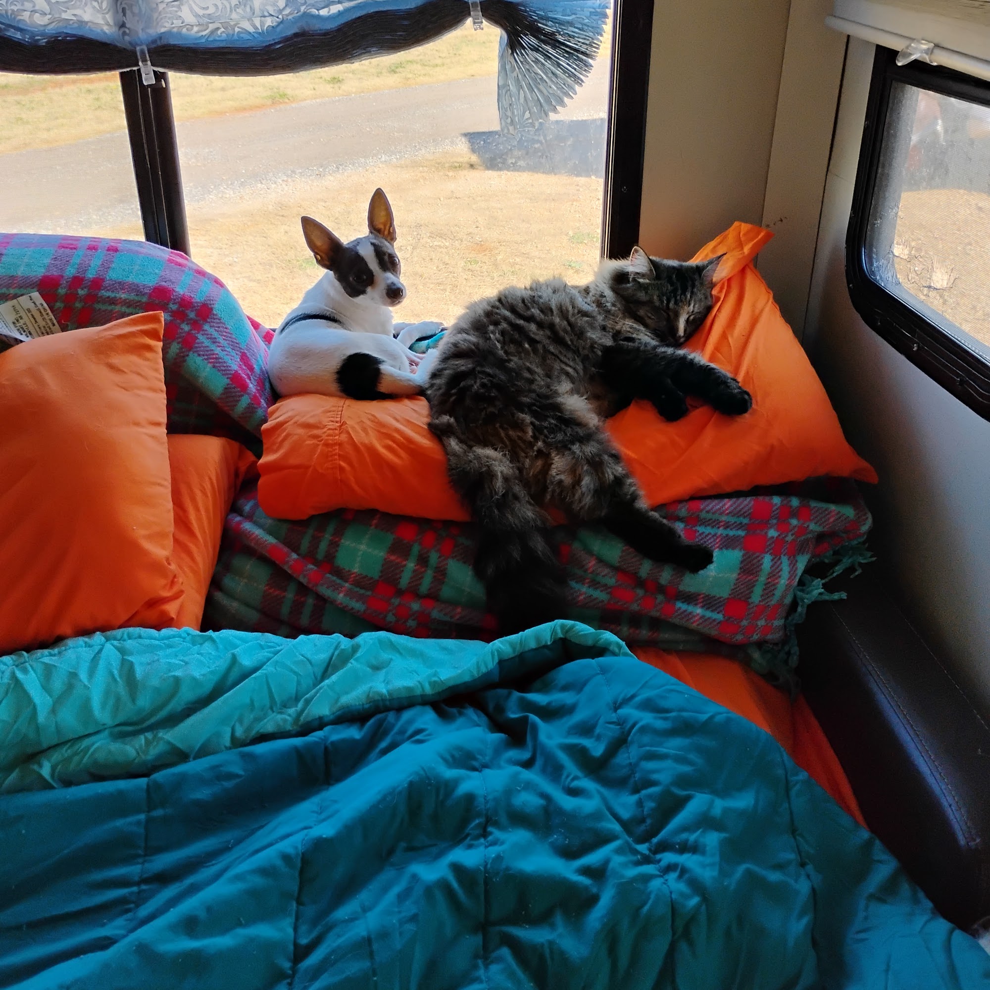 Southside Animal Hospital Griffin