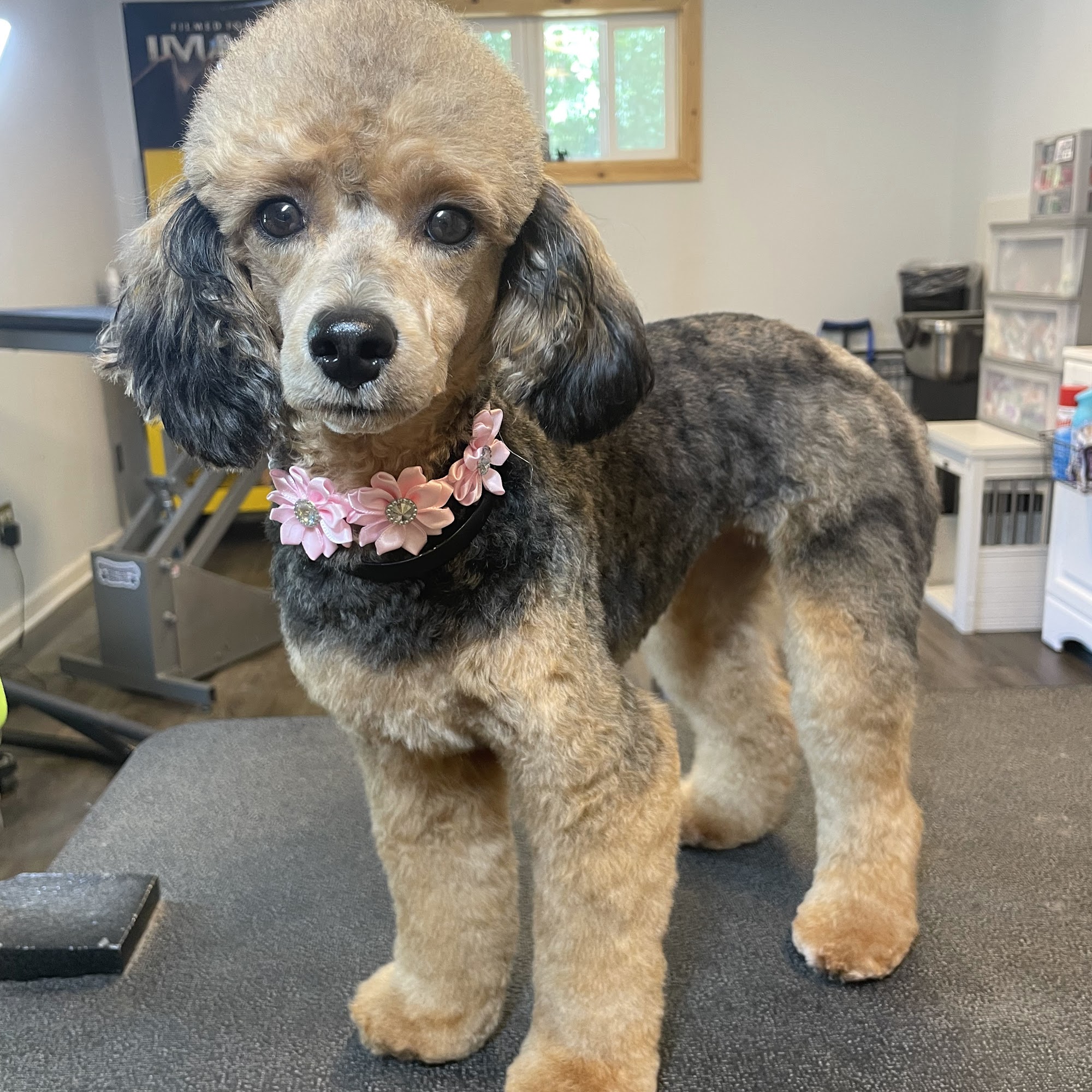Clarabelle's Pet Salon Griffin