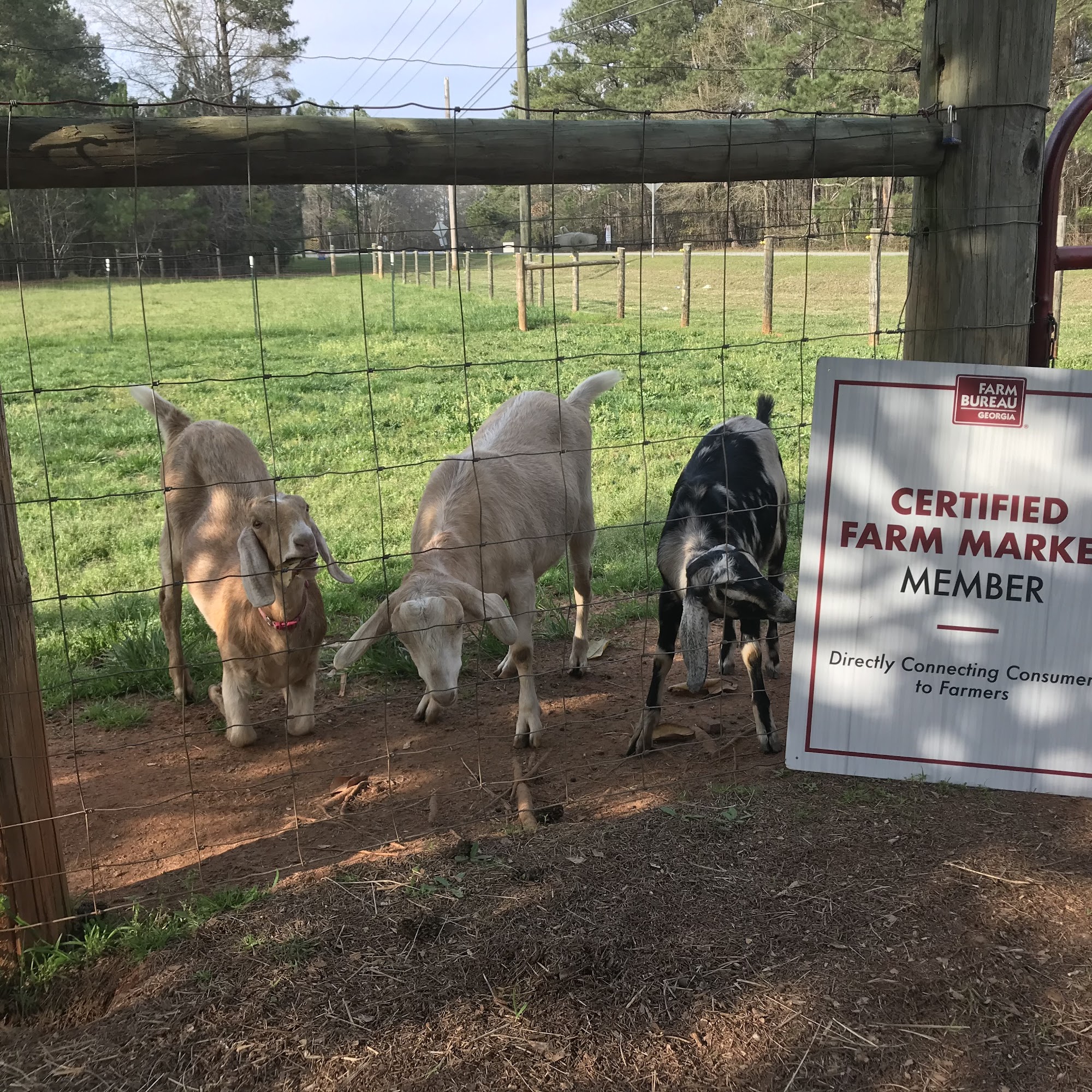 Nu Sunrise Farms Griffin