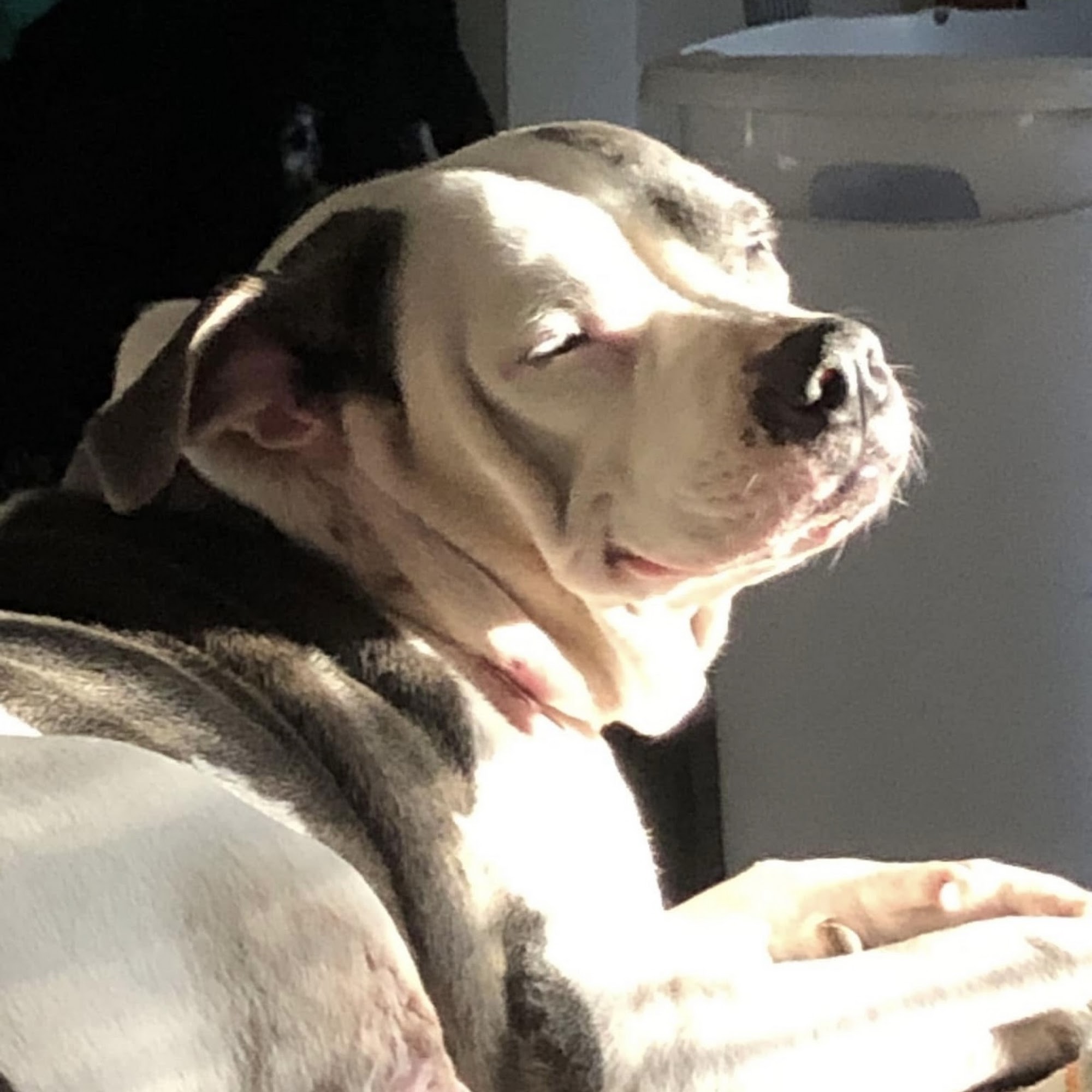 Dogwood Park Animal Clinic Grovetown