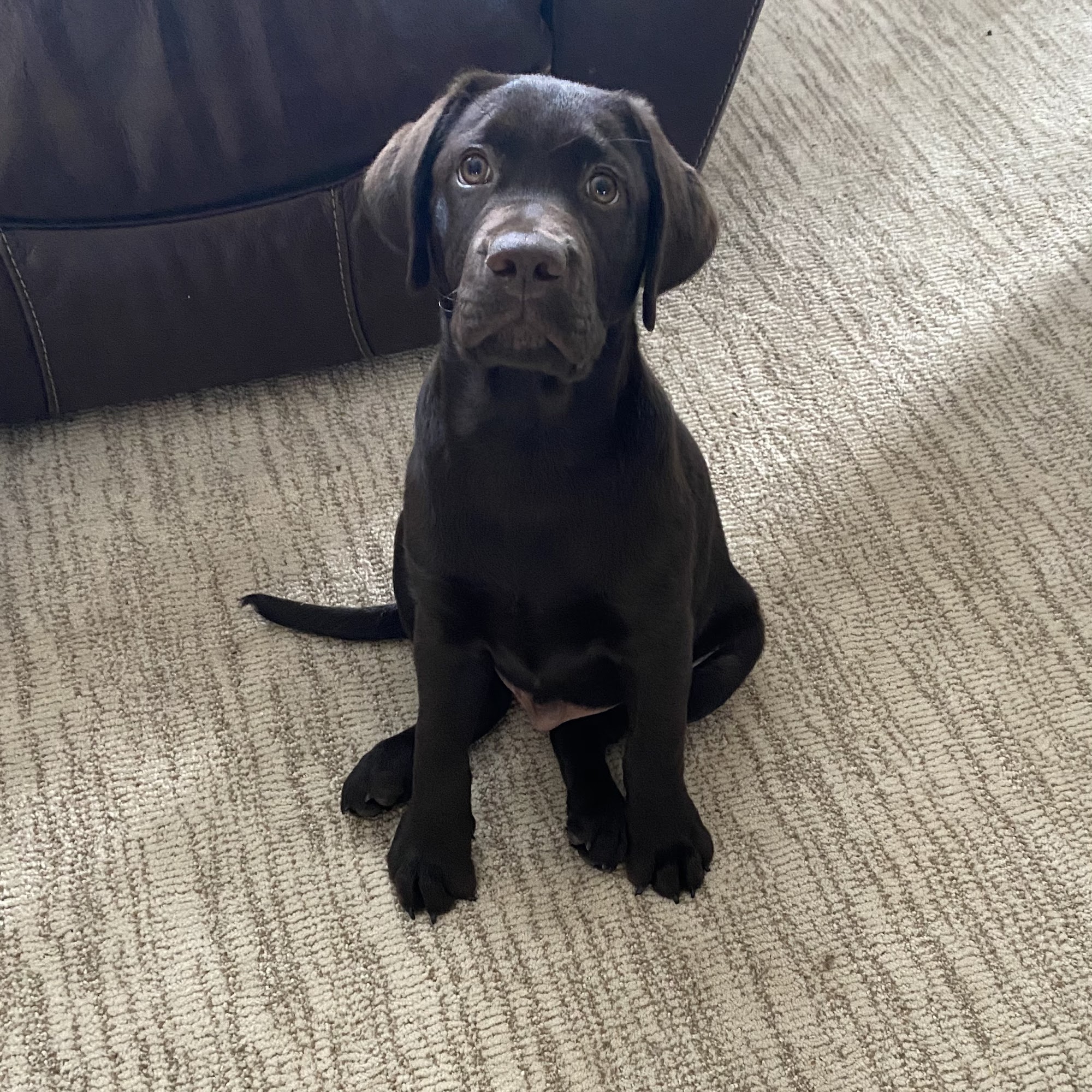 Damascus Way Labradors Grovetown