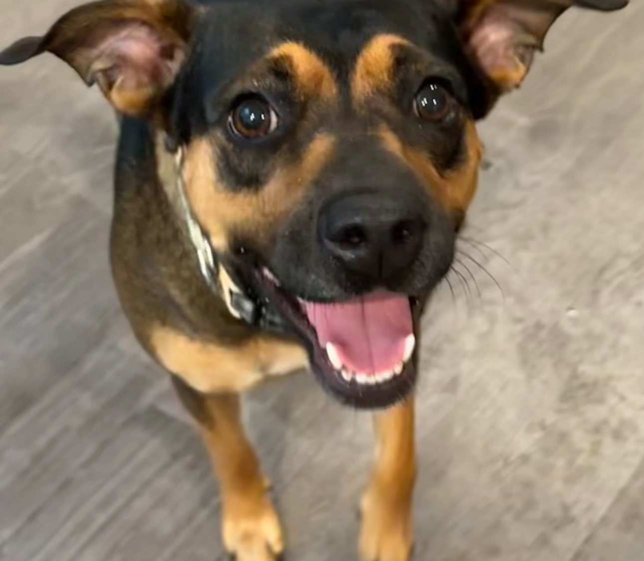 Dog Days Salon Harlem