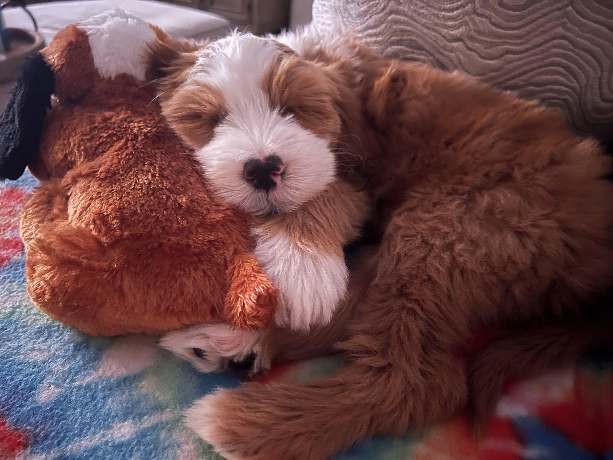 BellaDoodles Hartwell