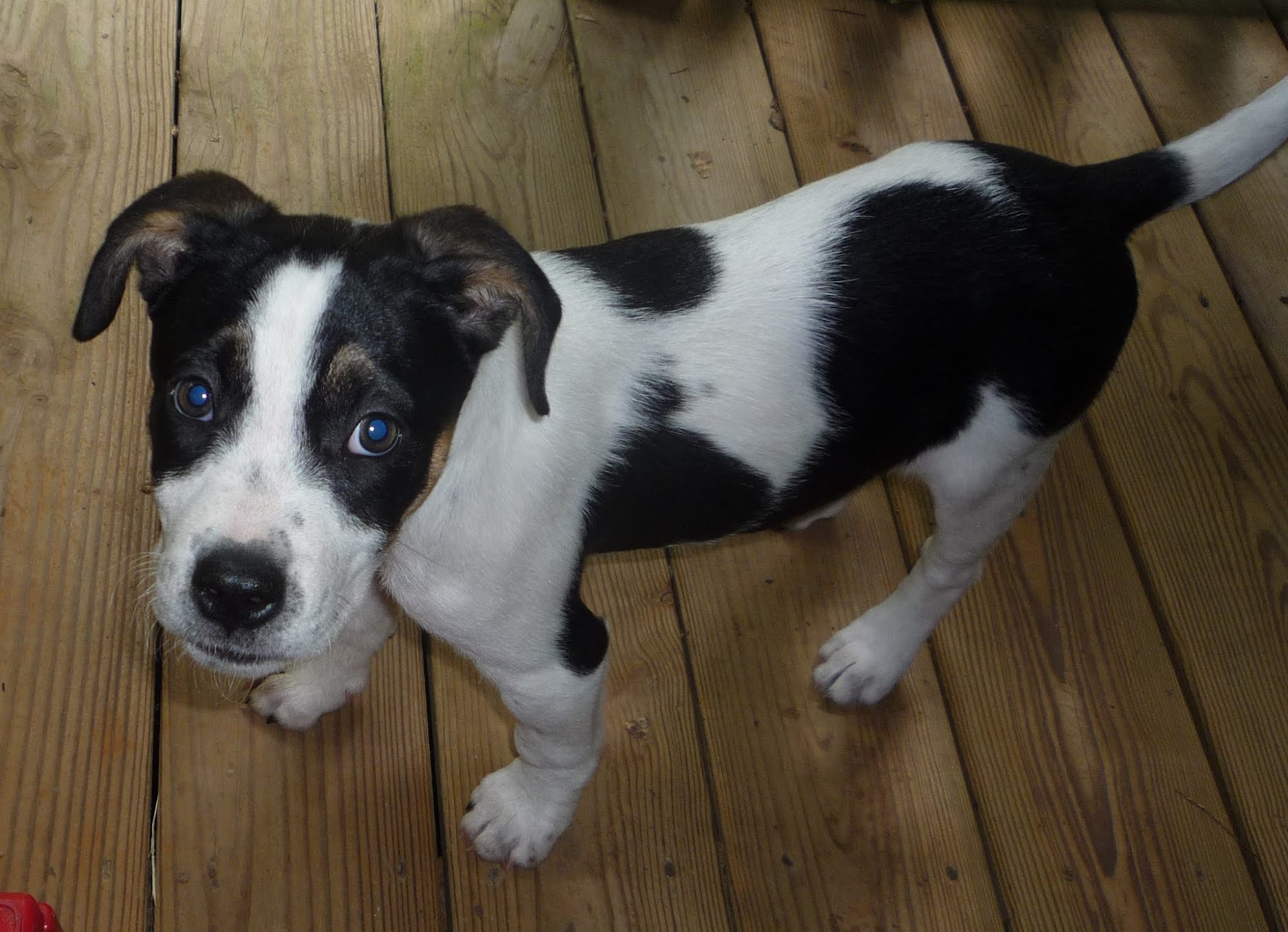 Hartwell Animal Hospital Hartwell