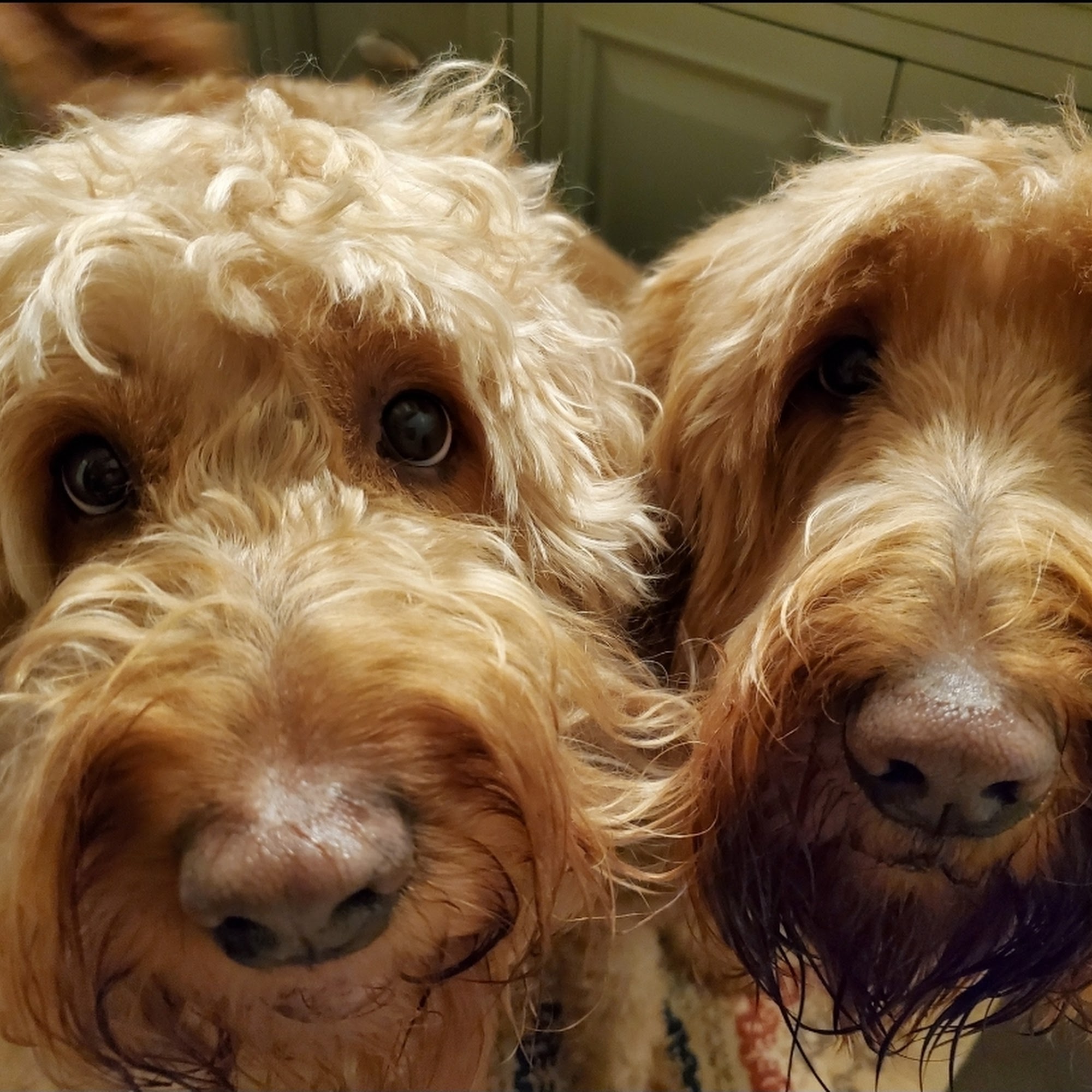 Lake Hartwell Veterinary Clinic Hartwell