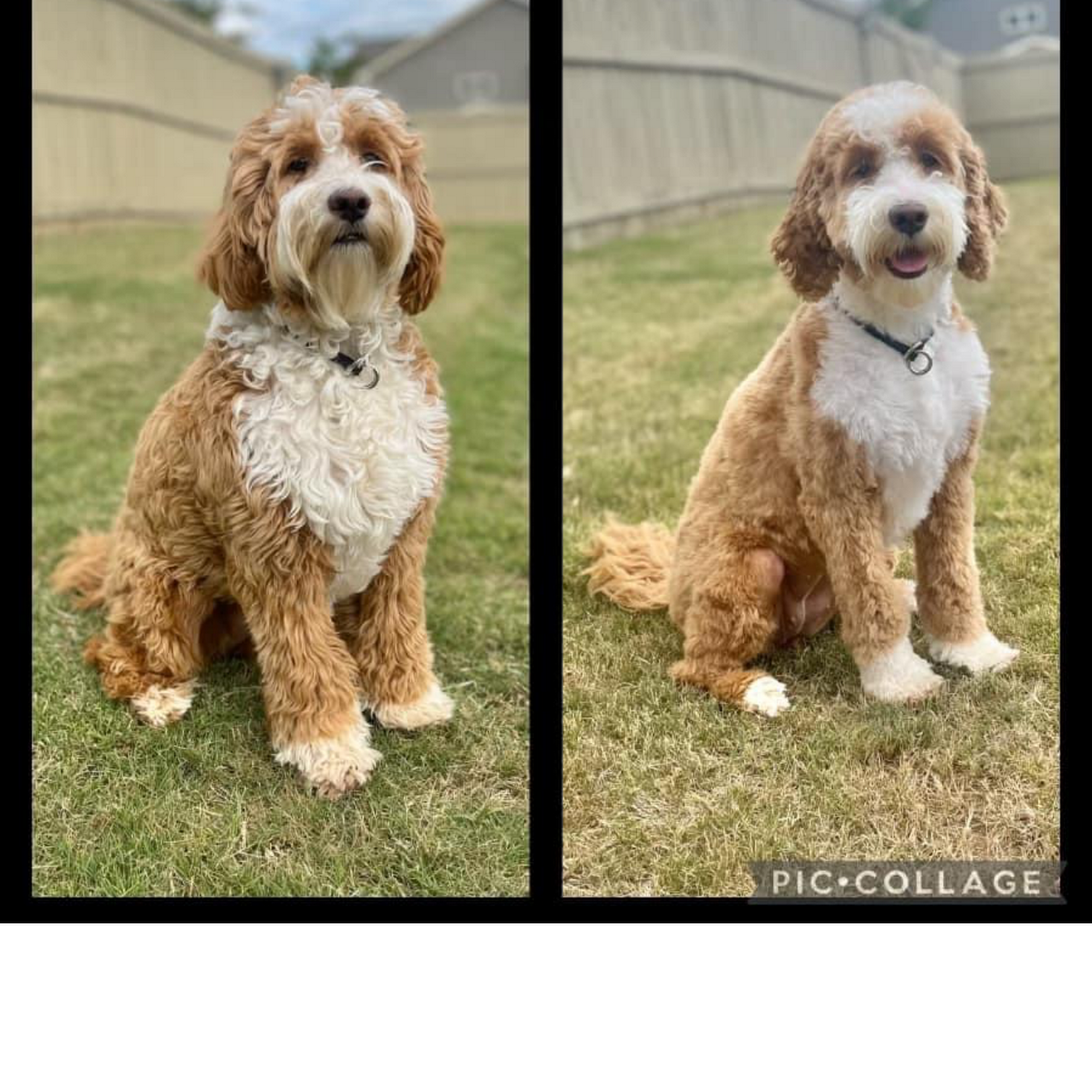 Lakeside Pet Grooming 1320 Smith McGee Hwy, Hartwell Georgia 30643