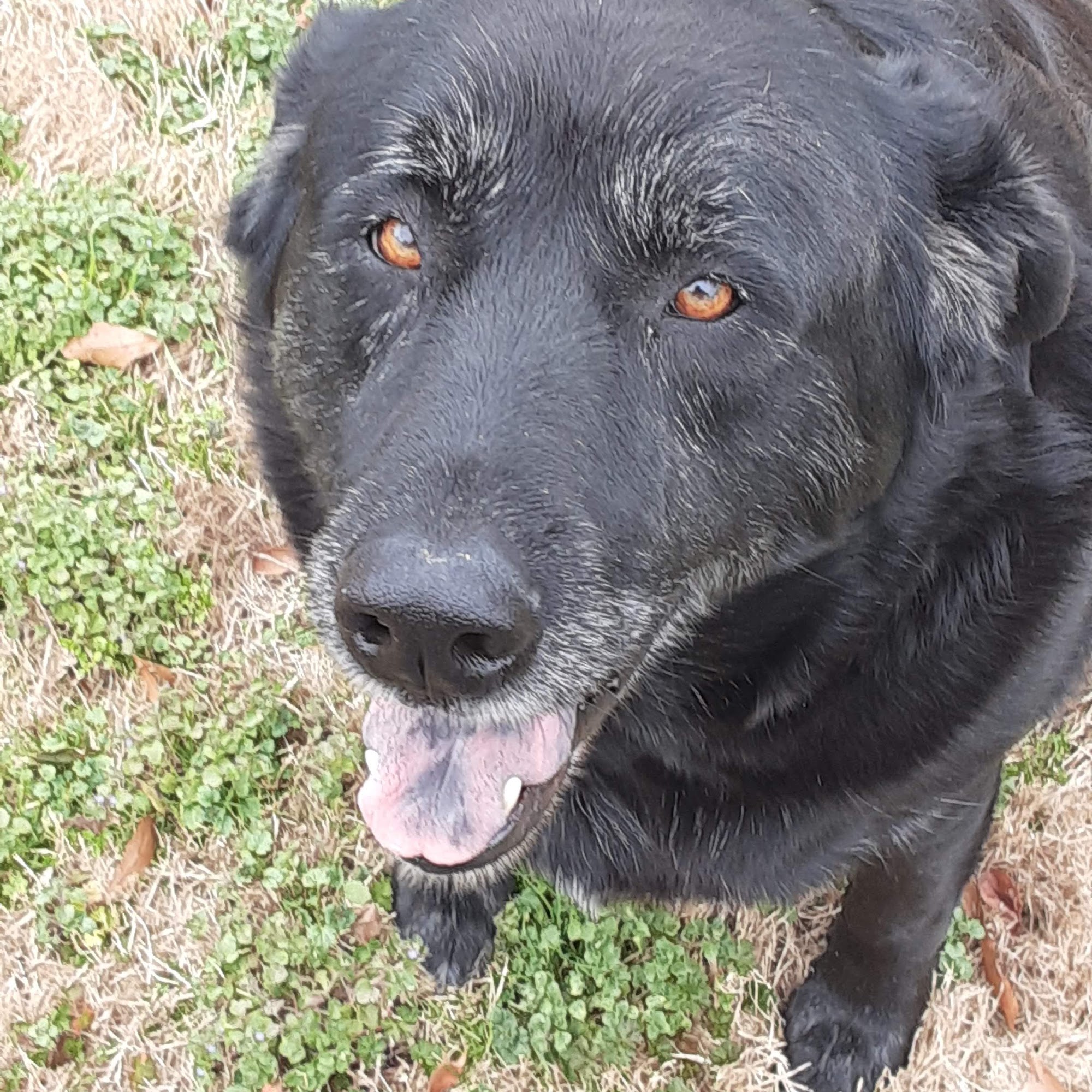 Teryl L. Mayer, DVM Hephzibah