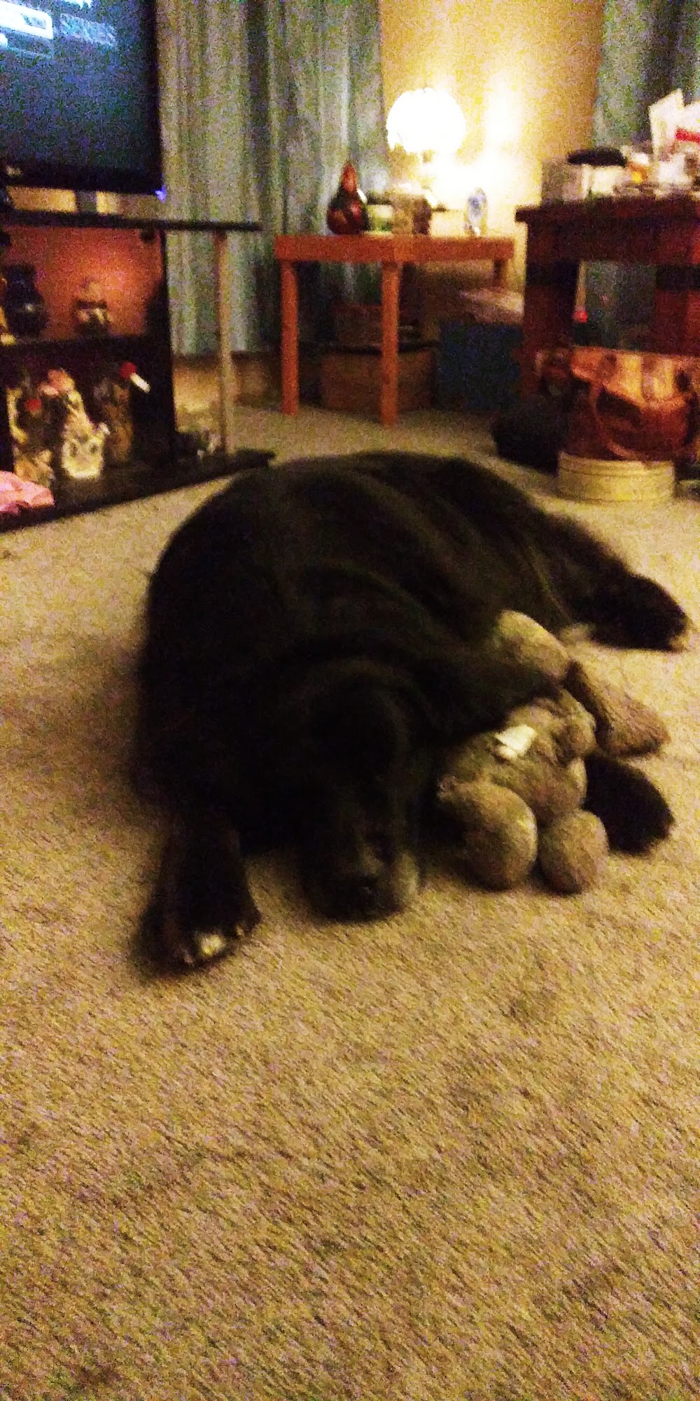 Teryl L. Mayer, DVM Hephzibah