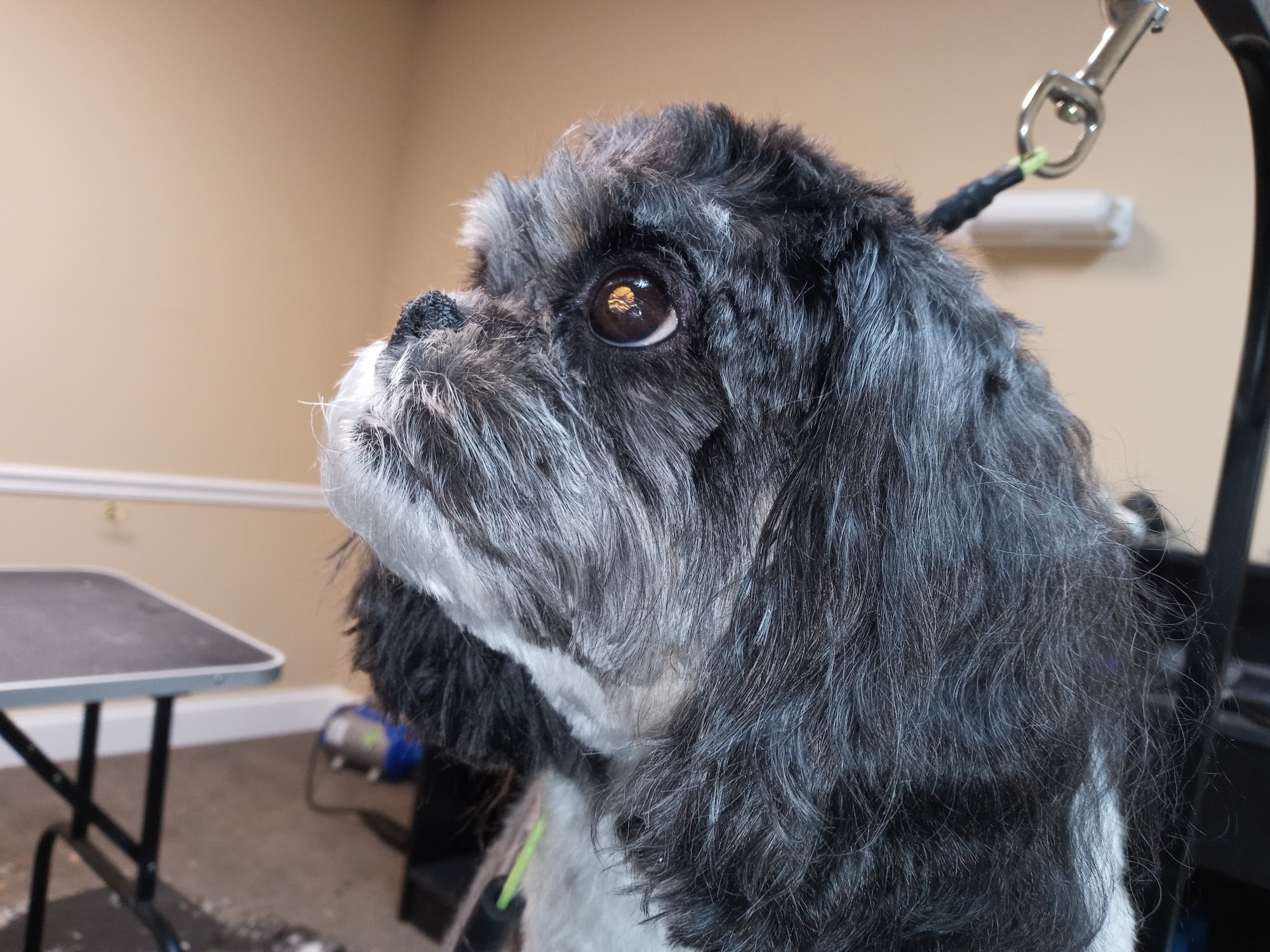 Mountain Mutts Dog Grooming Hiawassee