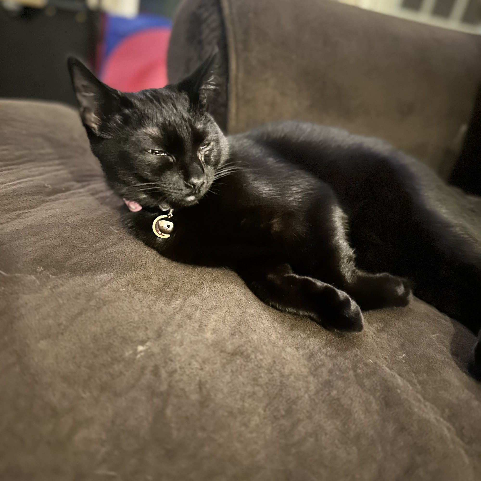 Coastal Community Veterinary Clinic Hinesville