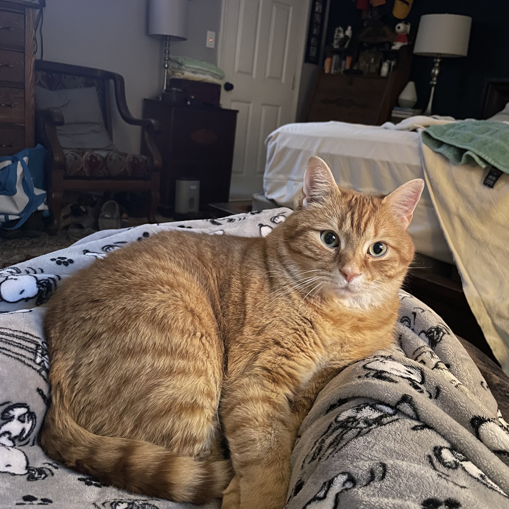 Hiram Animal Hospital Hiram