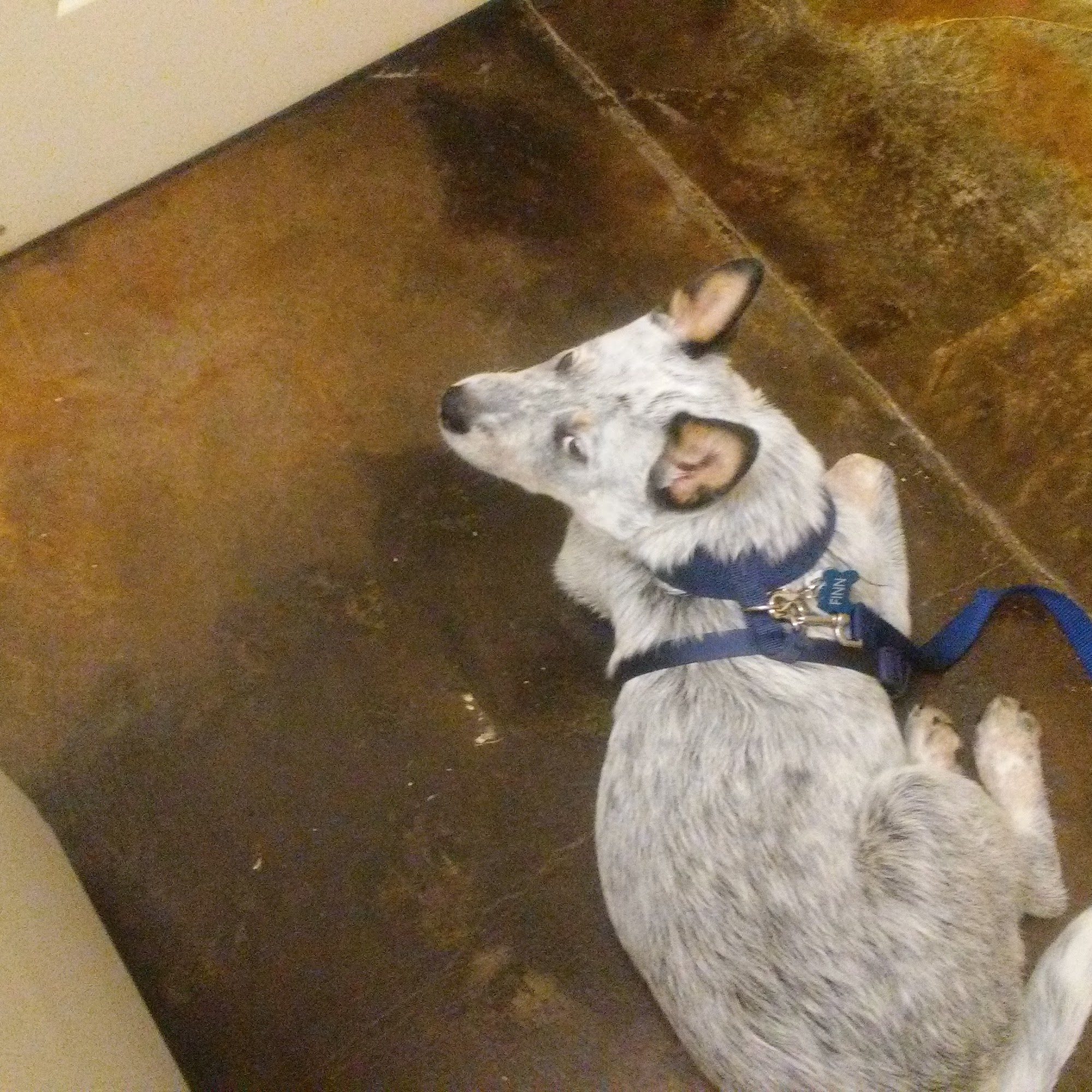 Traditions Animal Hospital Hoschton