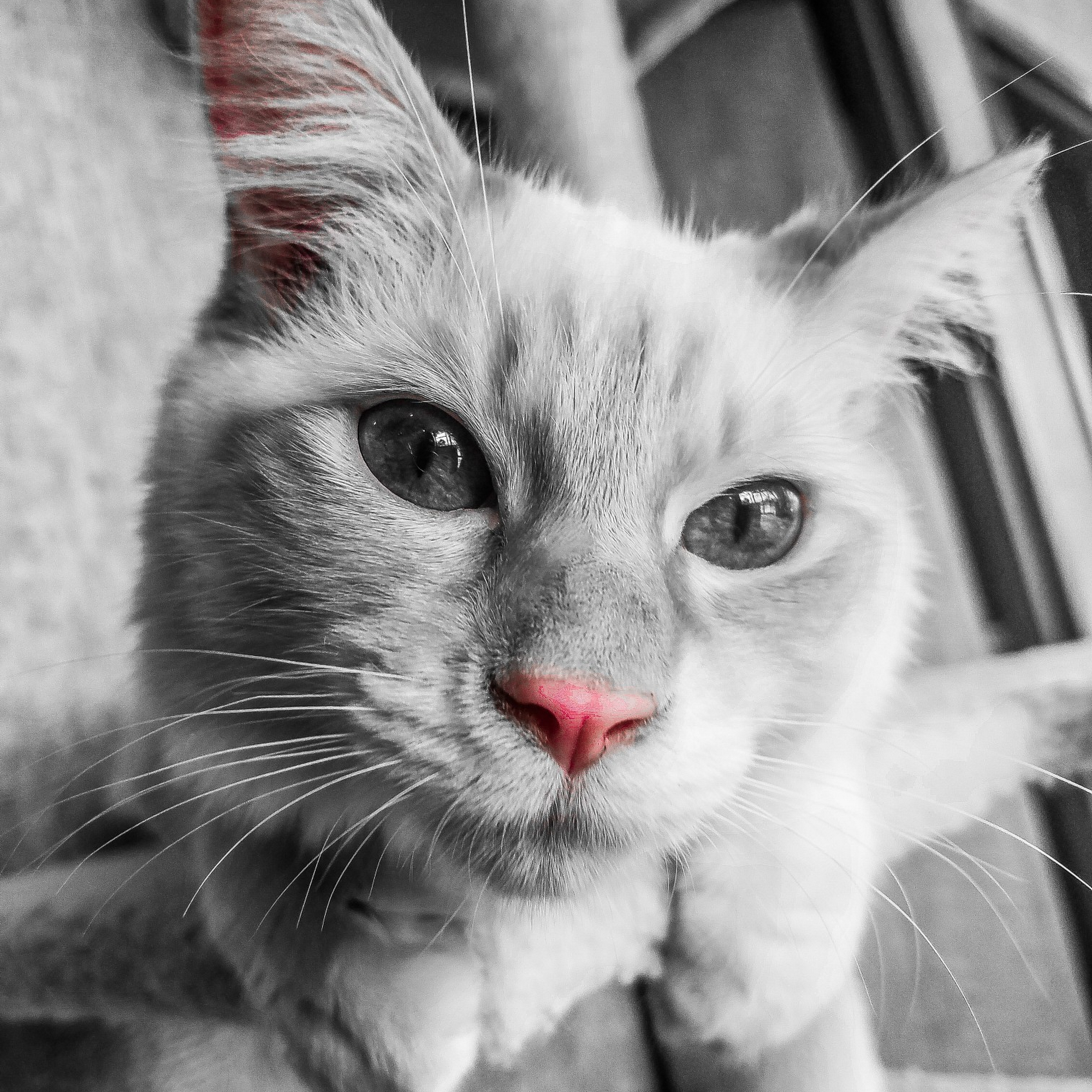 Magnolia Veterinary Hospital Hoschton