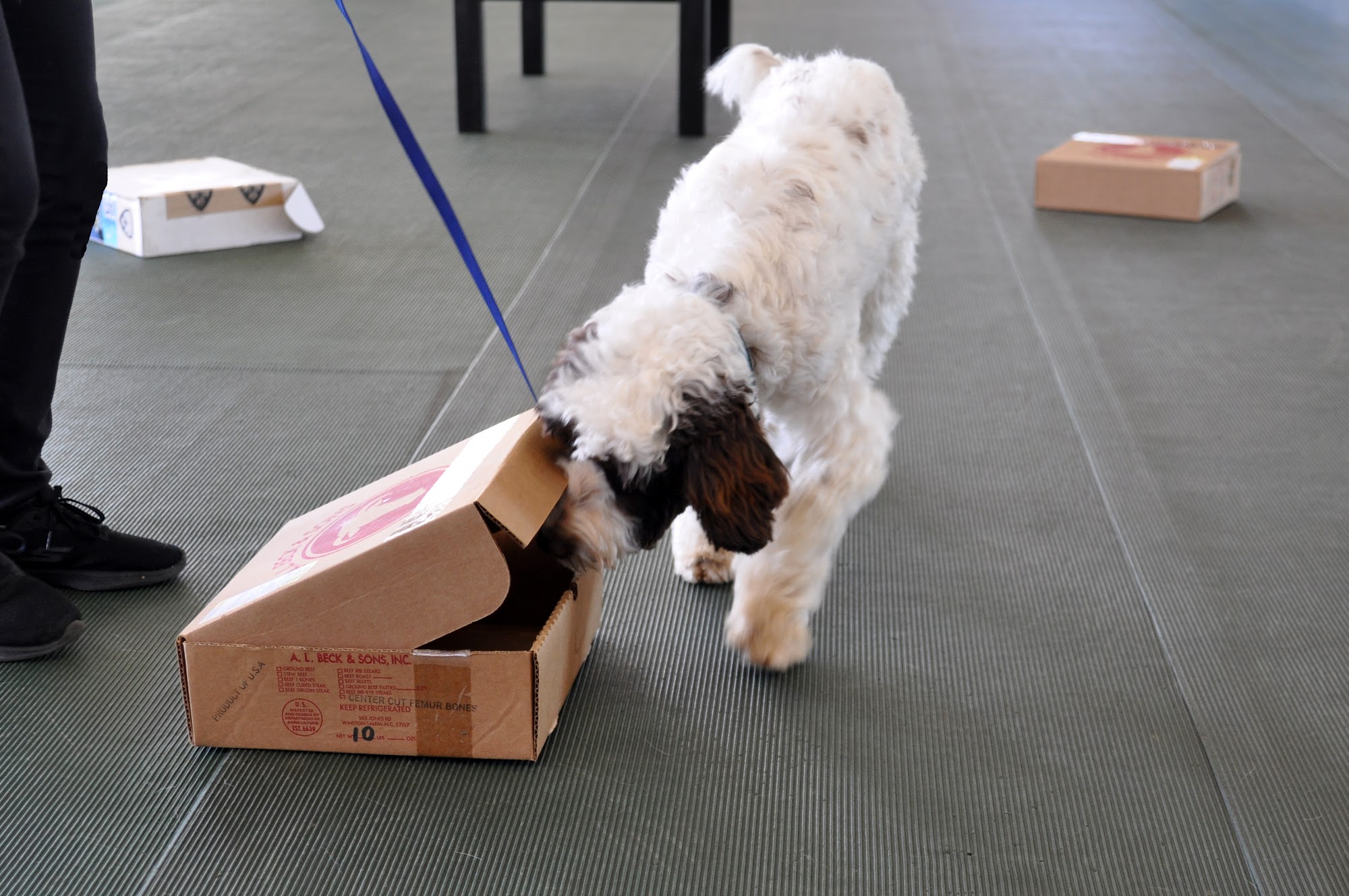 Alexanderhof Training Academy Hoschton