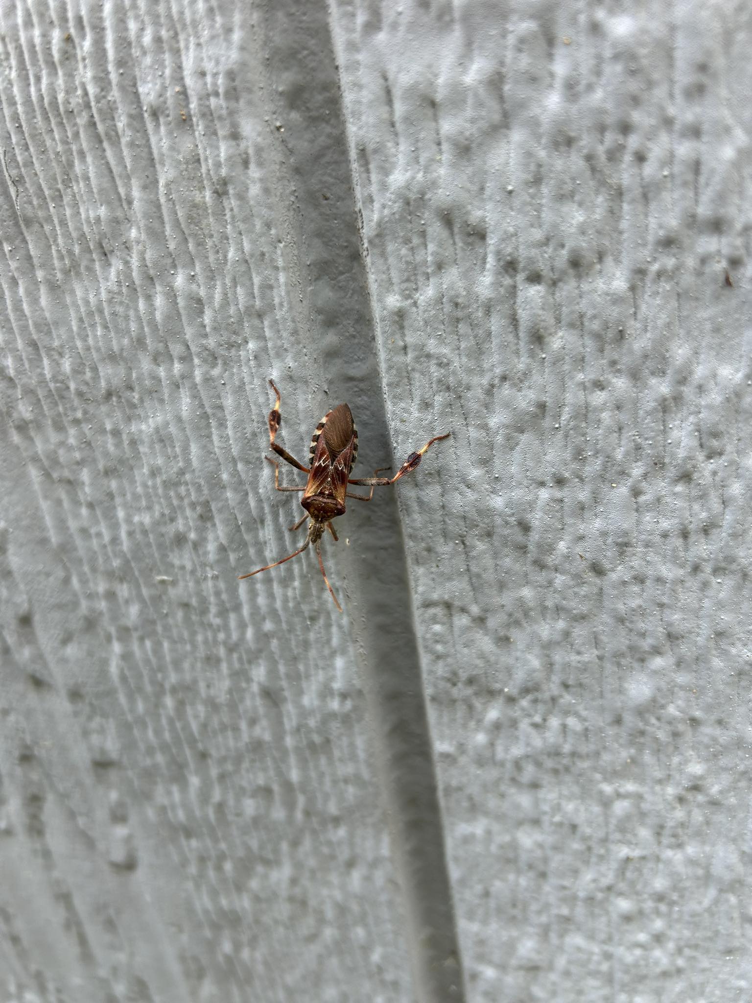 T & A Pest Control 351 Briarwood Ln, Hull Georgia 30646