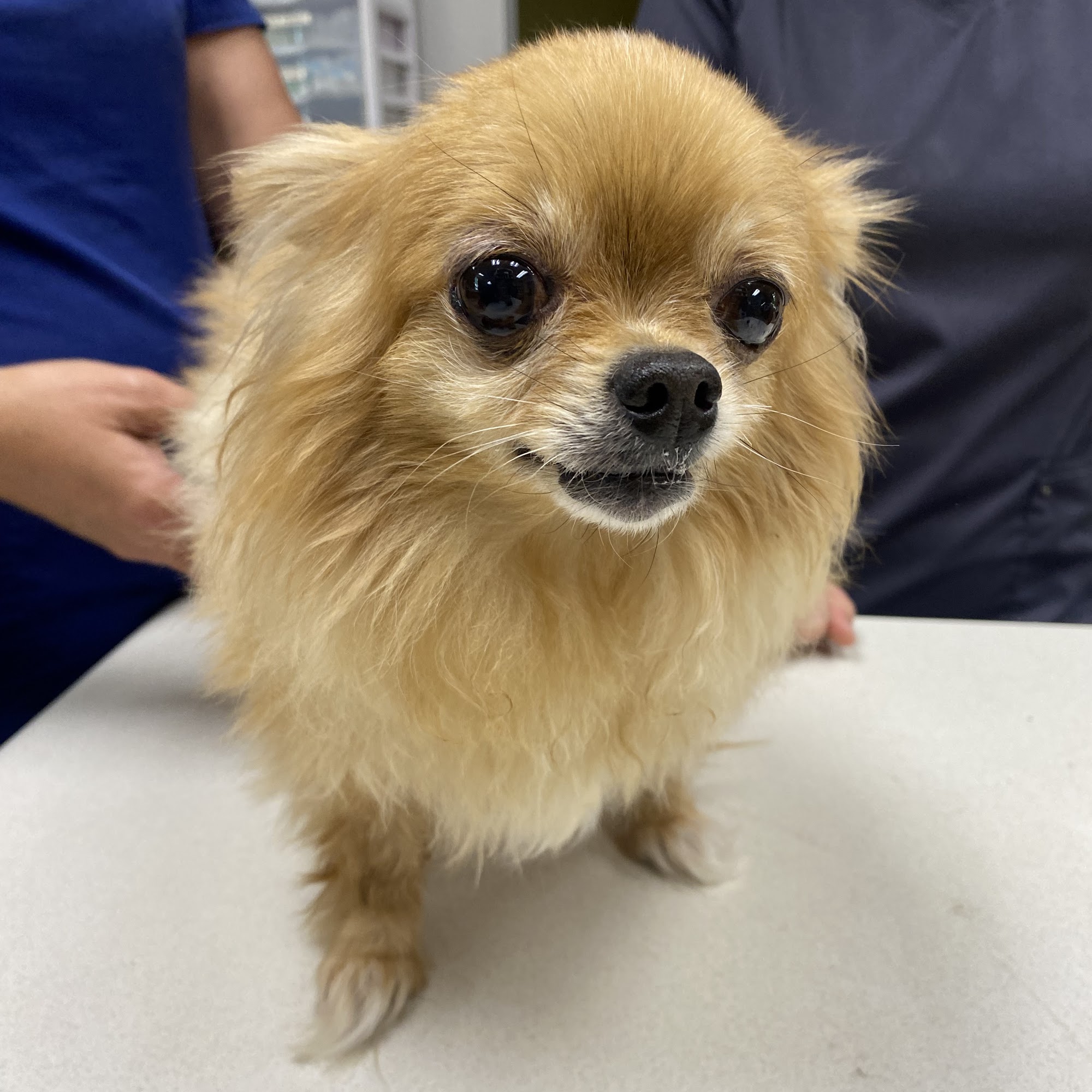 Jackson Veterinary Clinic Jackson